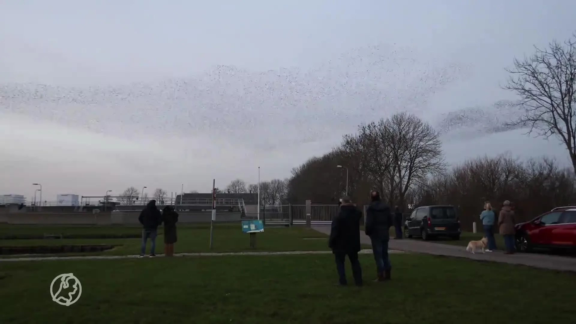 ZIEN: Spreeuwen bezorgen spektakelshow boven Grou