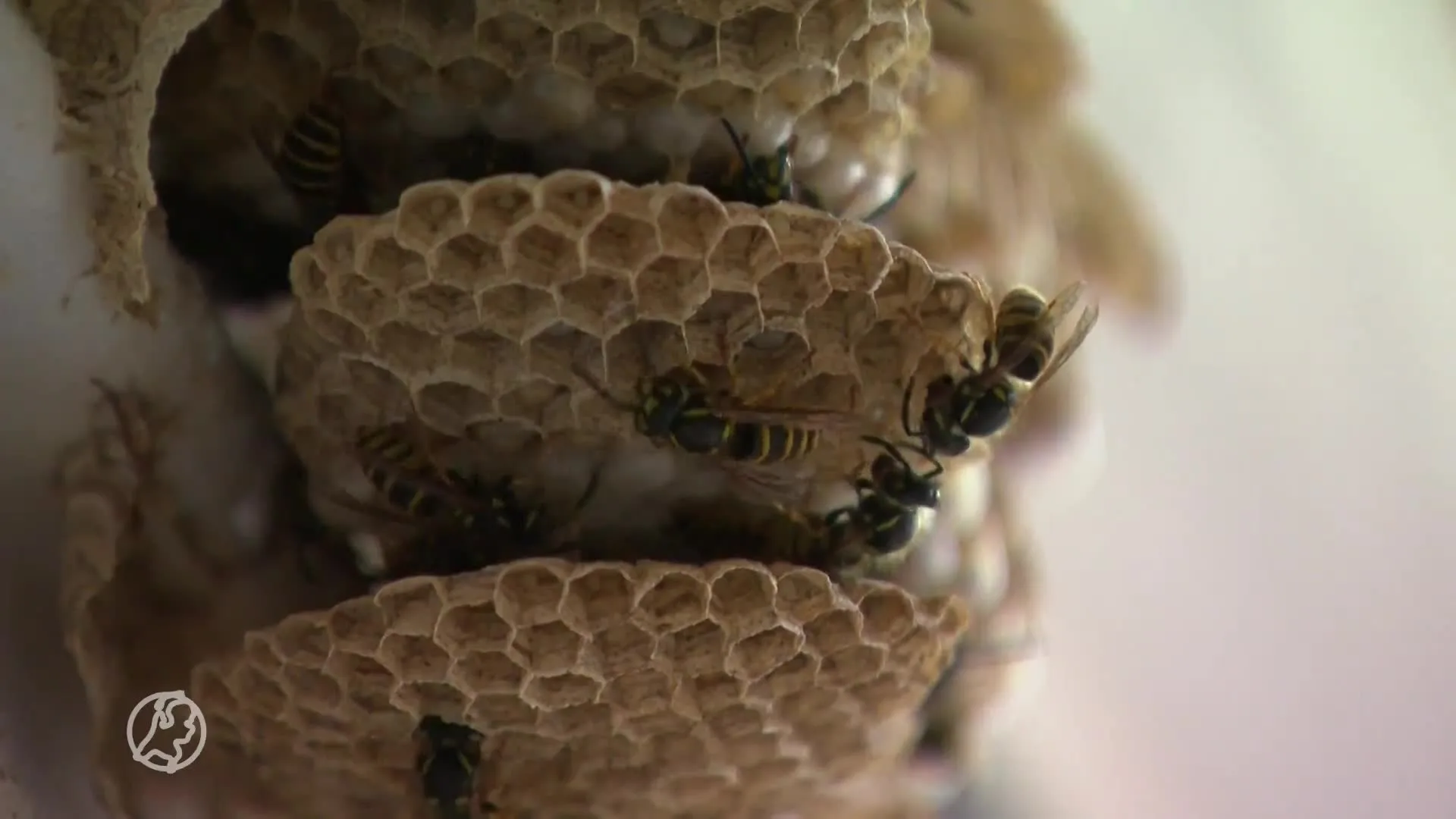 Katinka (59) en haar hond worden ruim vijftig keer gestoken door wespen