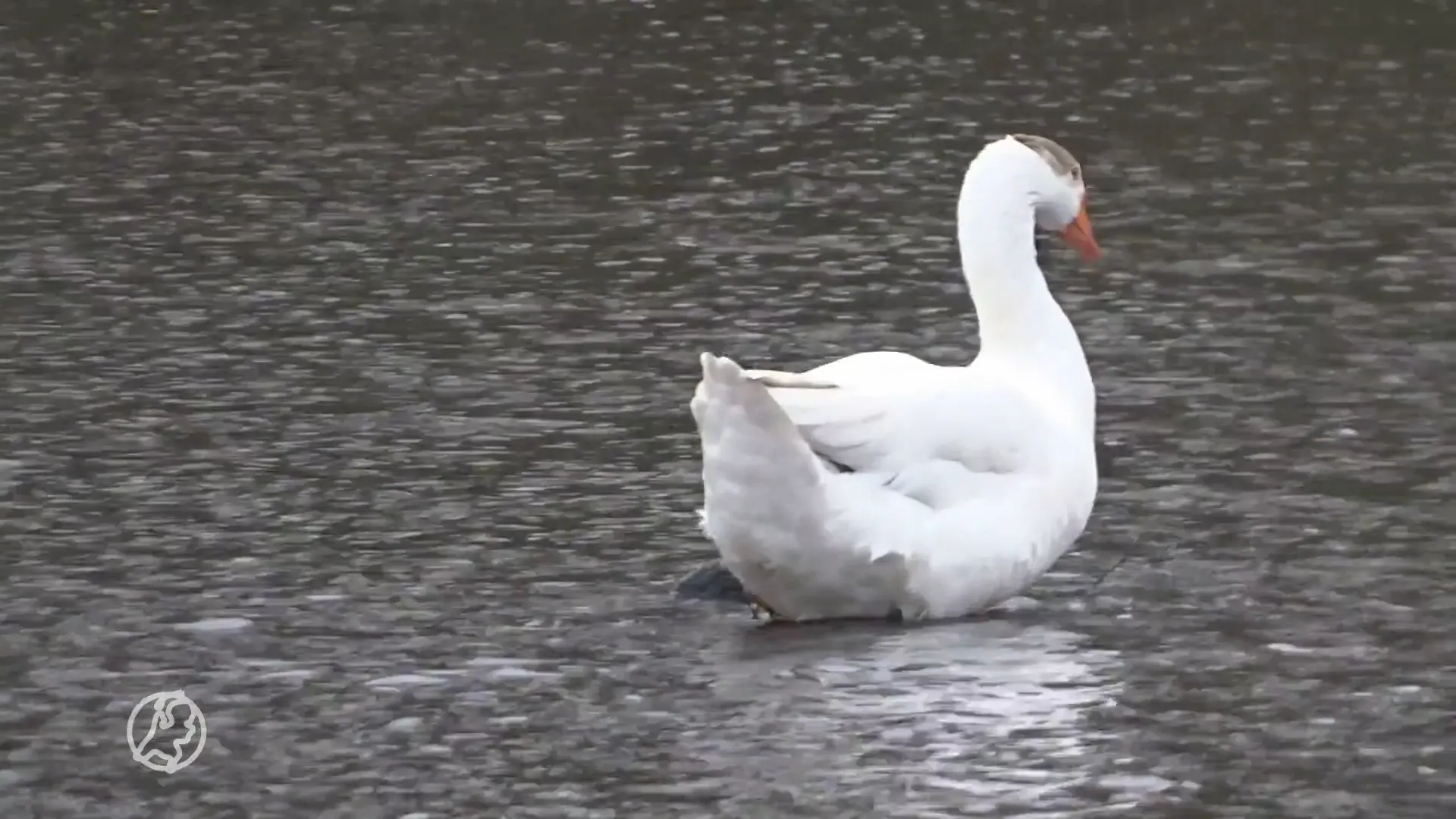 Verwaarloosde Vindicat-ganzen dobberen weer vrolijk rond op geheime locatie