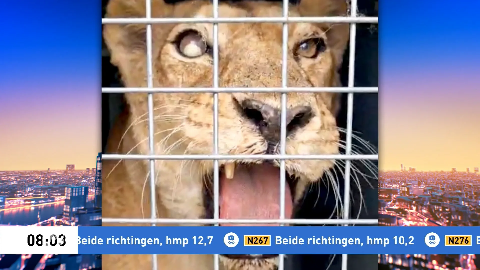 Stichting AAP redt verwaarloosde circusleeuwen uit Frankrijk