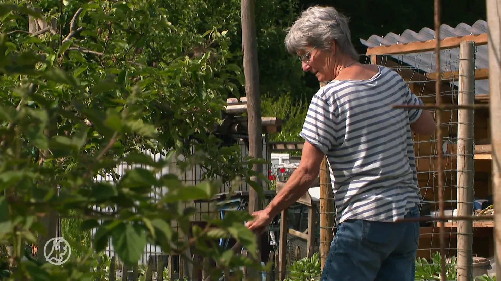 Vraag naar volkstuintjes groeit als kool: 'Duizenden mensen op de wachtlijst'