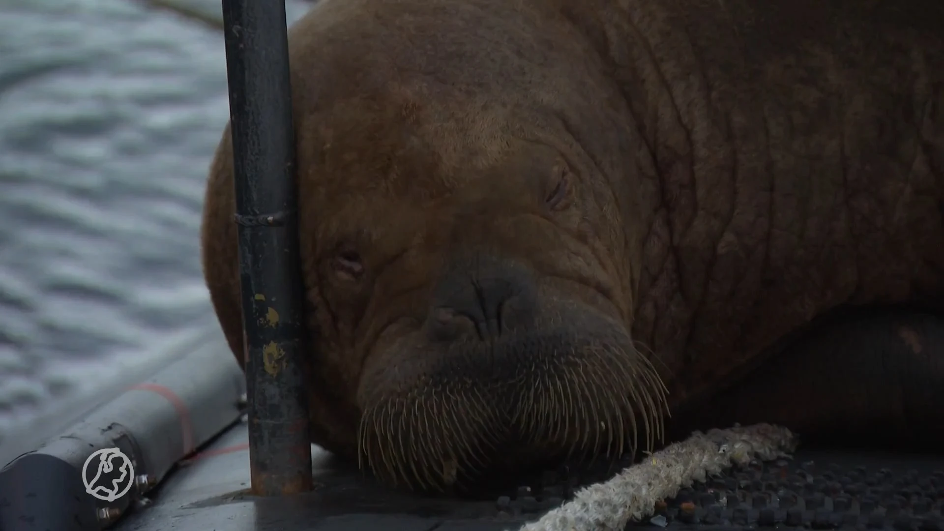 Bijzondere beelden: knuffelwalrus Freya rust uit op onderzeeër