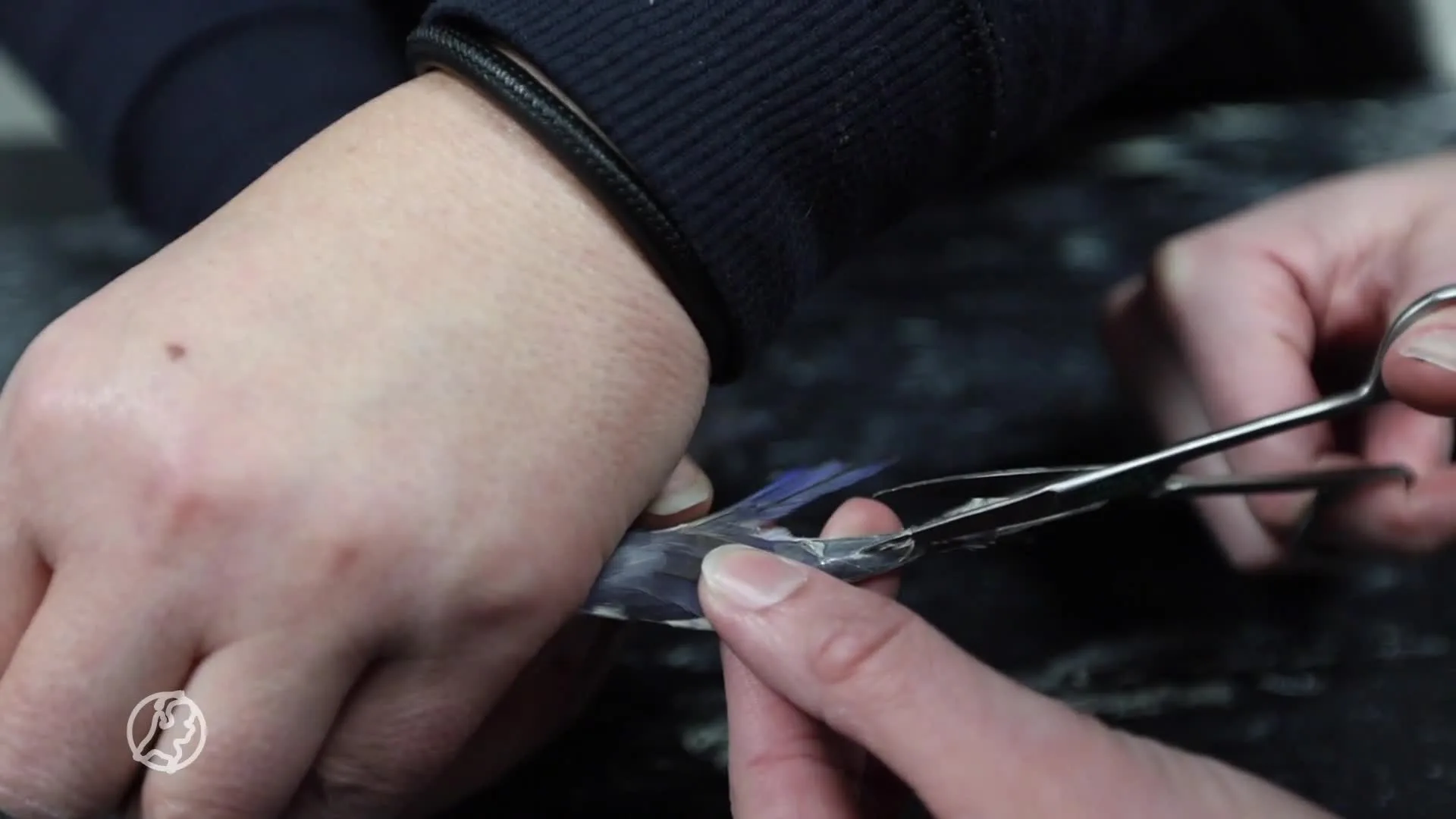 Spelende kinderen vinden vastgeplakte dwergpapegaai in bosjes