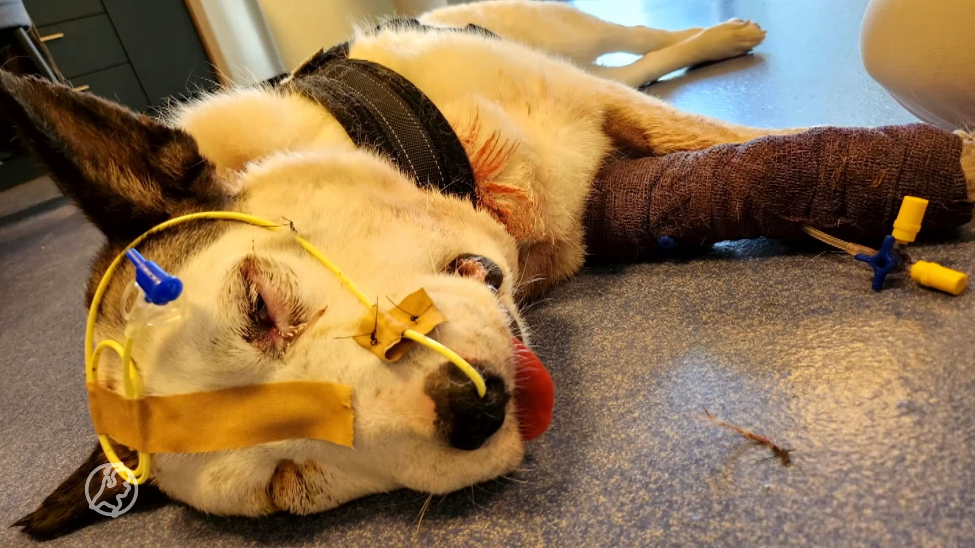 Tekort aan spoeddierenartsen heeft desastreuse gevolgen: 'Hebben haar moeten laten inslapen'