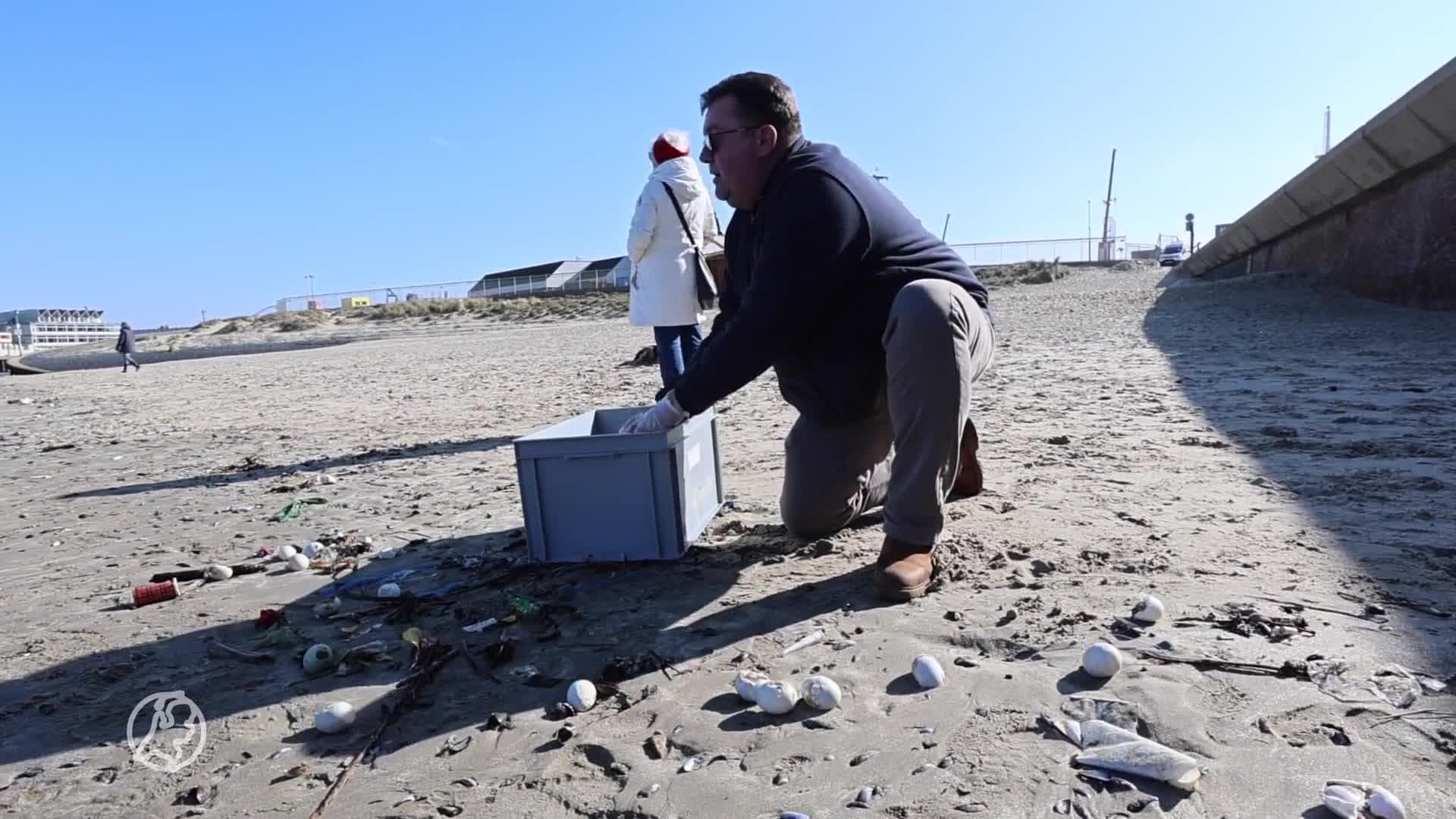 Mysterieuze eieren aangespoeld op strand van Scheveningen