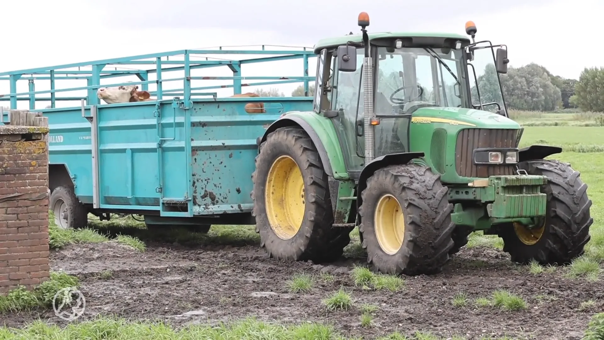 Man gewond na aanval door stier in Delfgauw