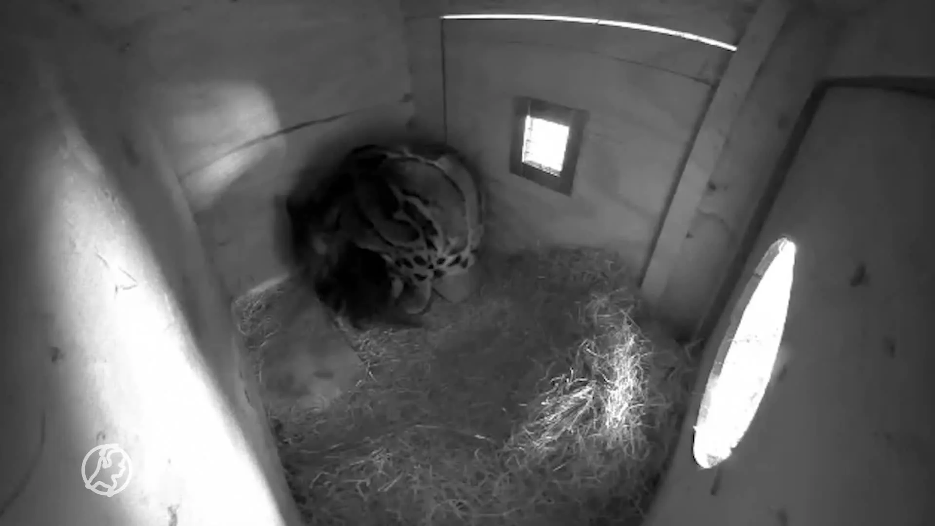 Opsteker voor fokprogramma Ouwehands Dierenpark: twee nevelpanters geboren