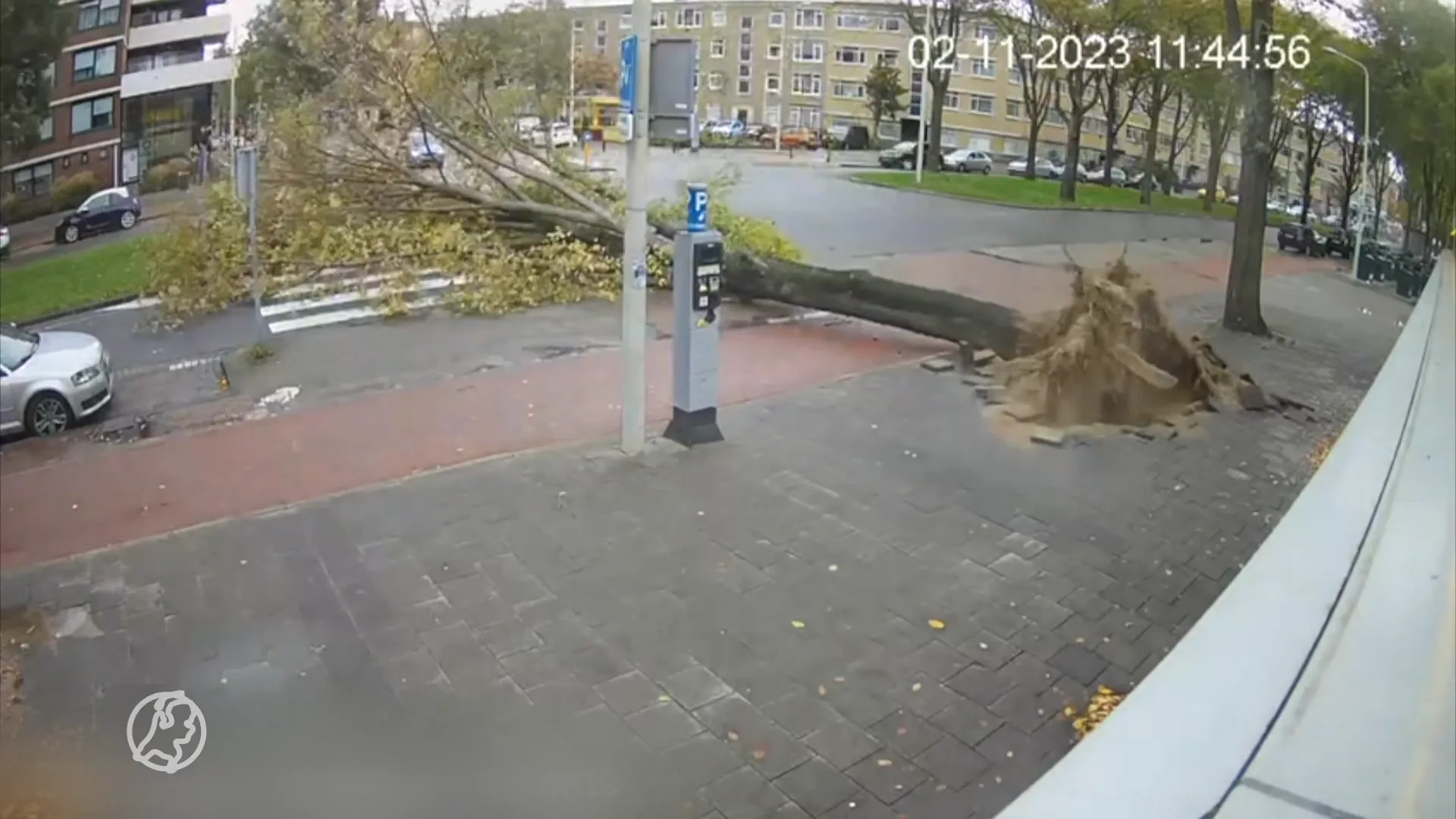 Boom valt op vrouw in Den Haag, Corina redt haar: 'Ze lag te kermen van de pijn'