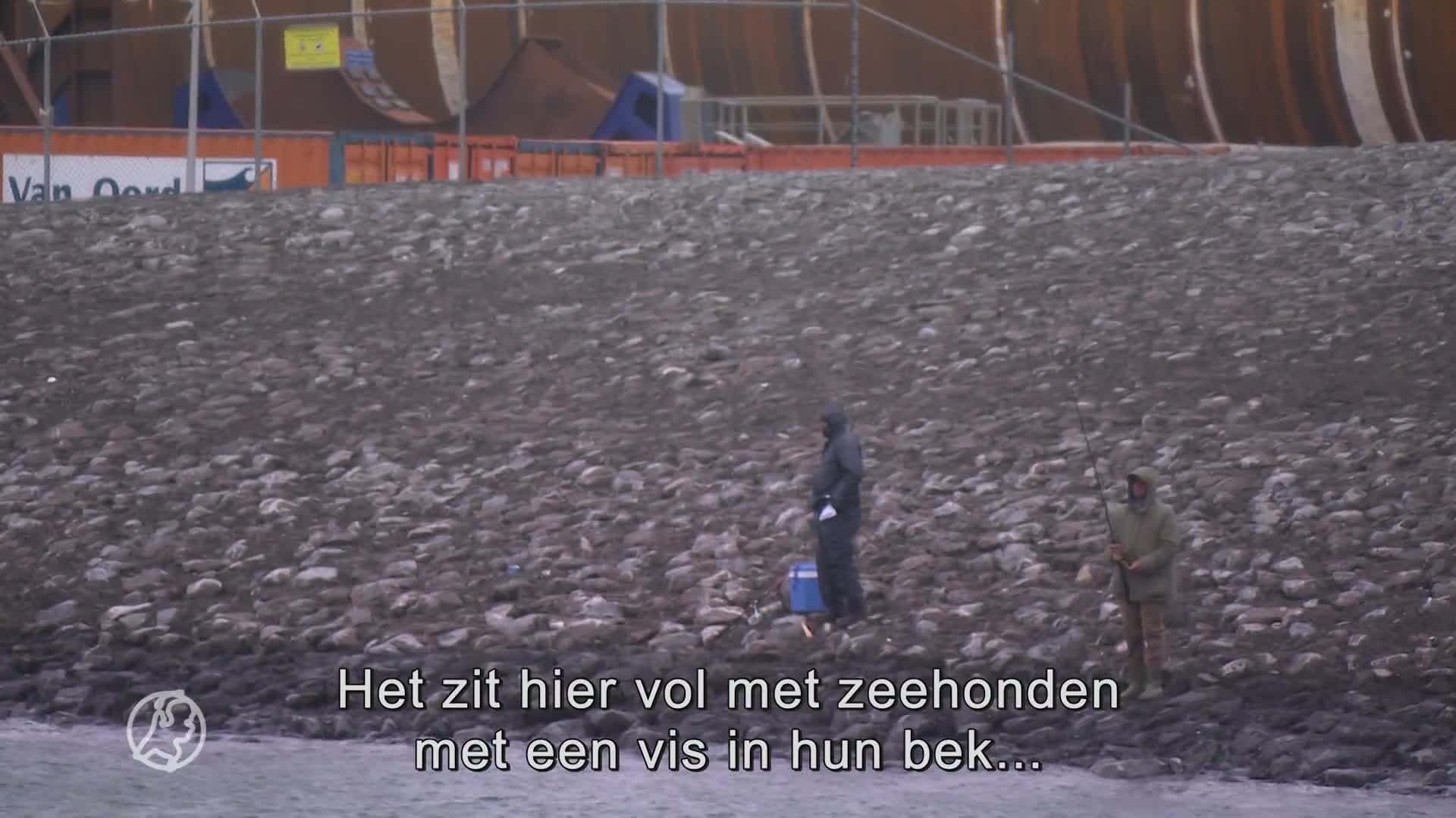 Zeebaarsvissers in Rotterdamse haven boos op stropers: 'Dit m...