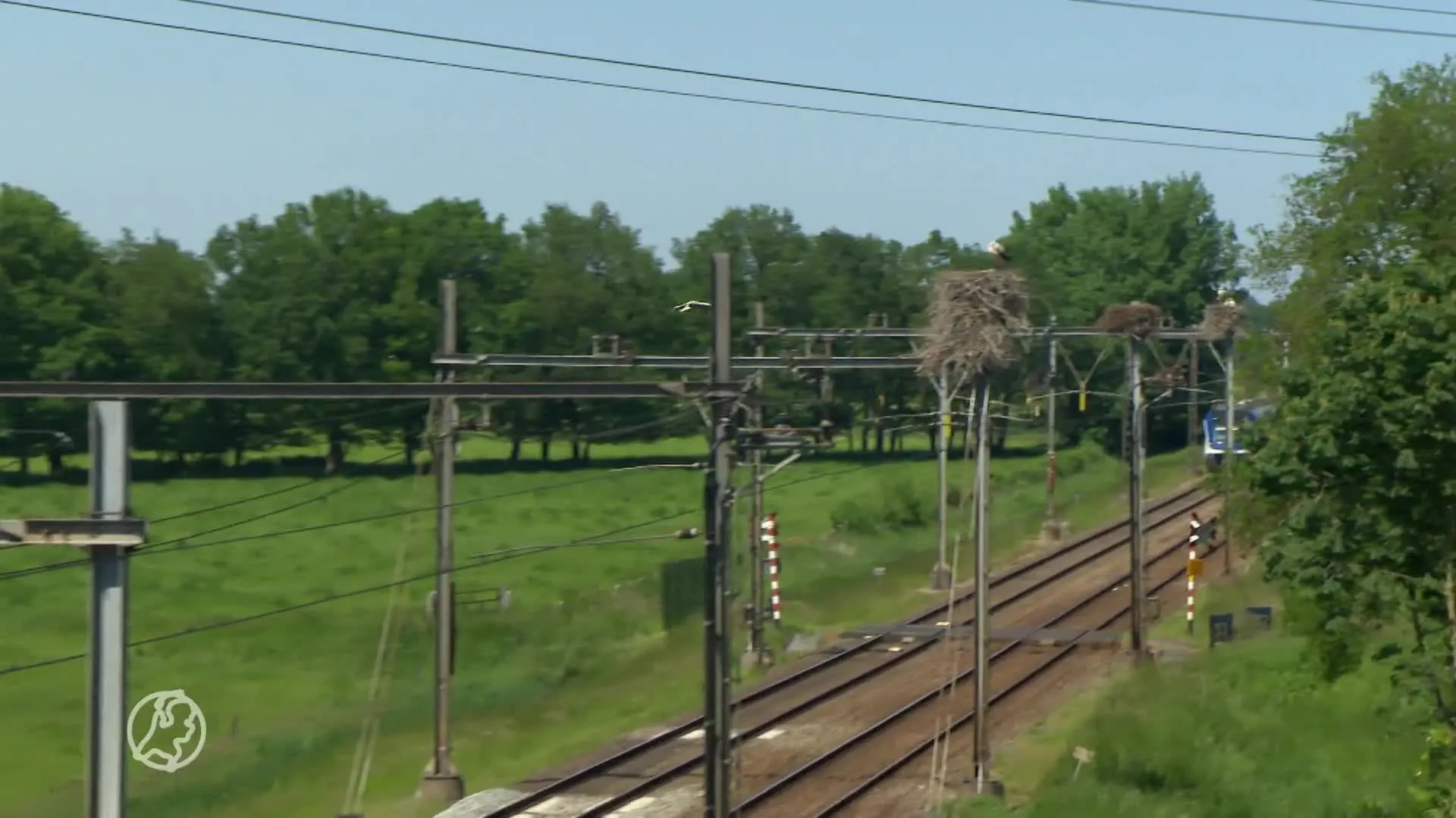 Ooievaarsnesten zijn voor ProRail enorm probleem