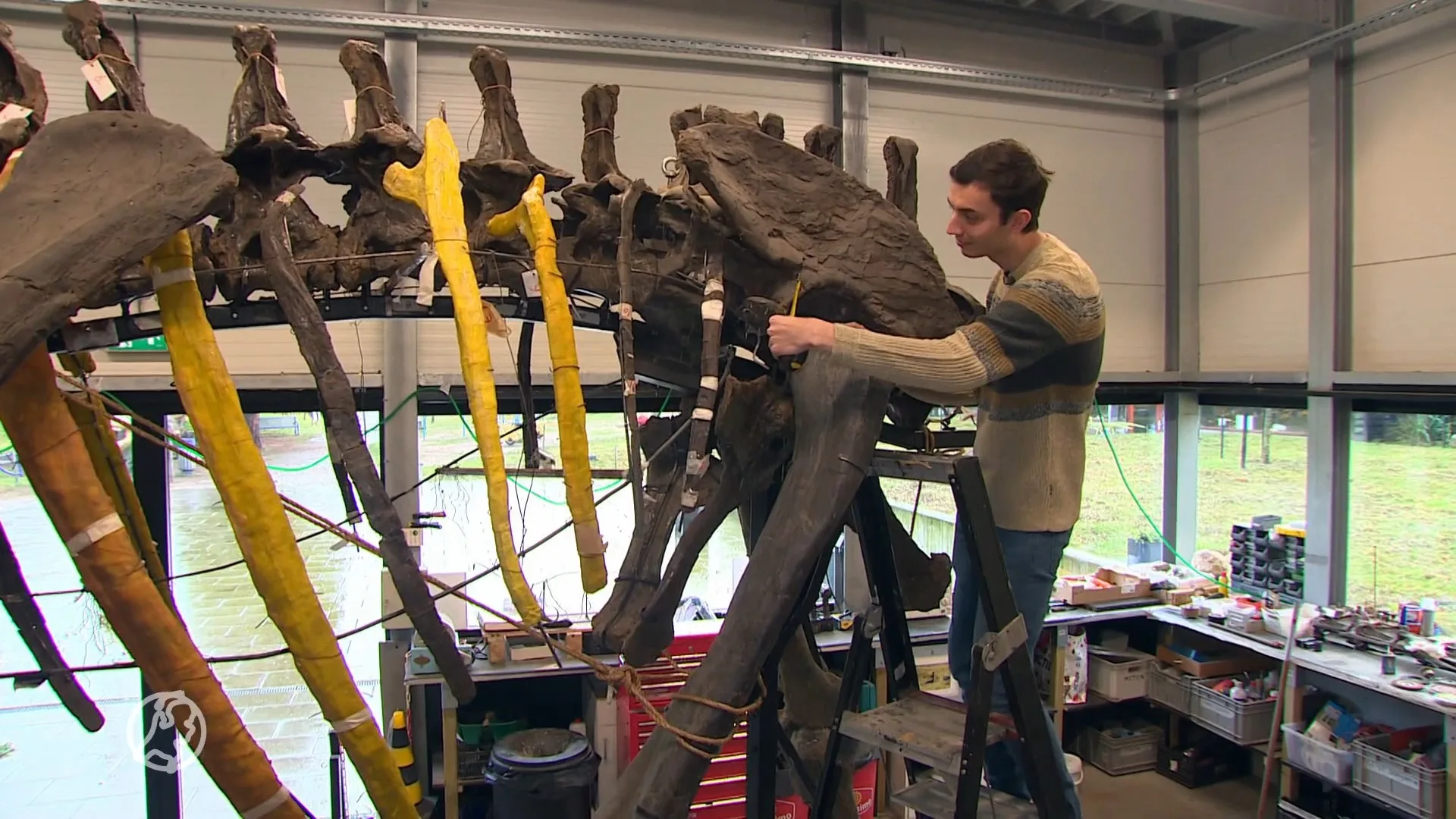 Stagiair Tom ontdekt mogelijk nieuwe dinosaurussoort