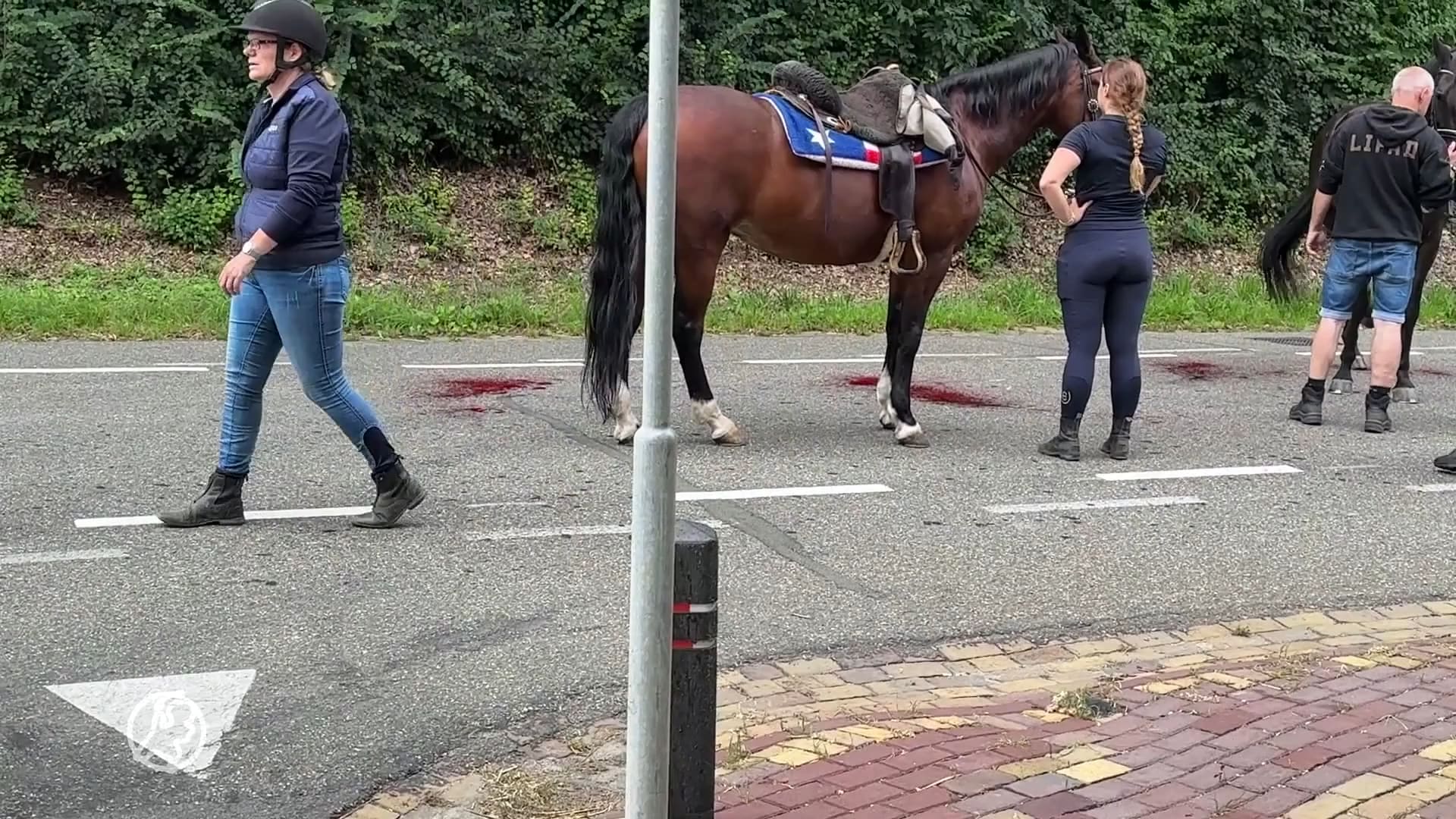 Paard gewond bij aanrijding met auto Schimmert