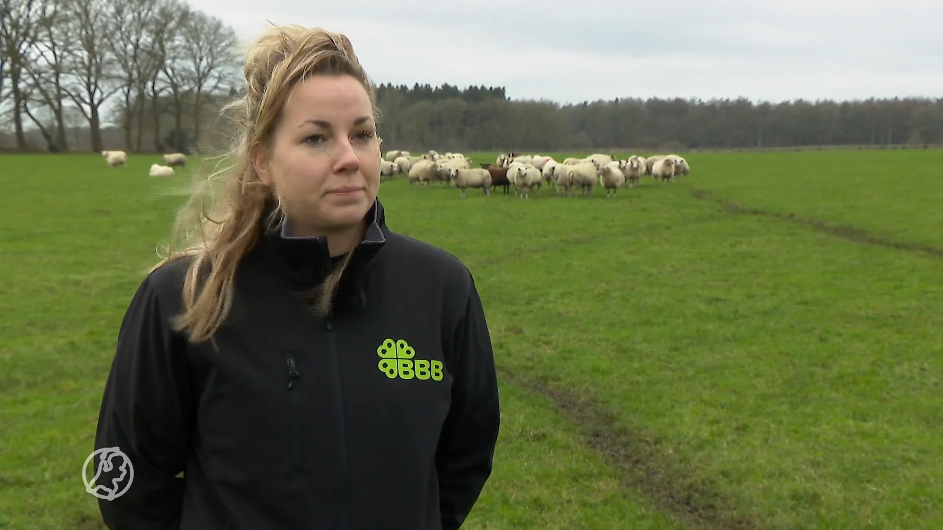 Drents Statenlid vindt schapenhouders te laks