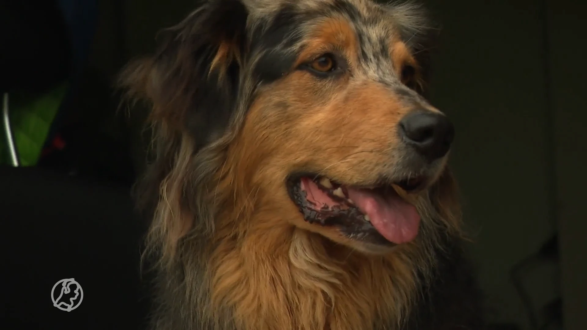Huisdier gaat steeds vaker mee naar de zon
