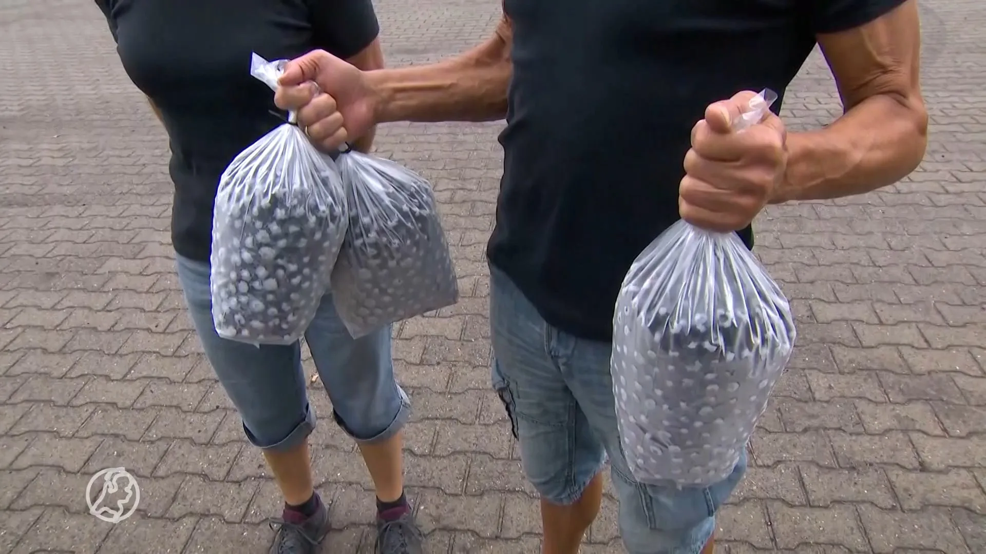 Amerikaanse bosbes bedreigt Drentse natuur en wordt met wortel en tak uitgeroeid