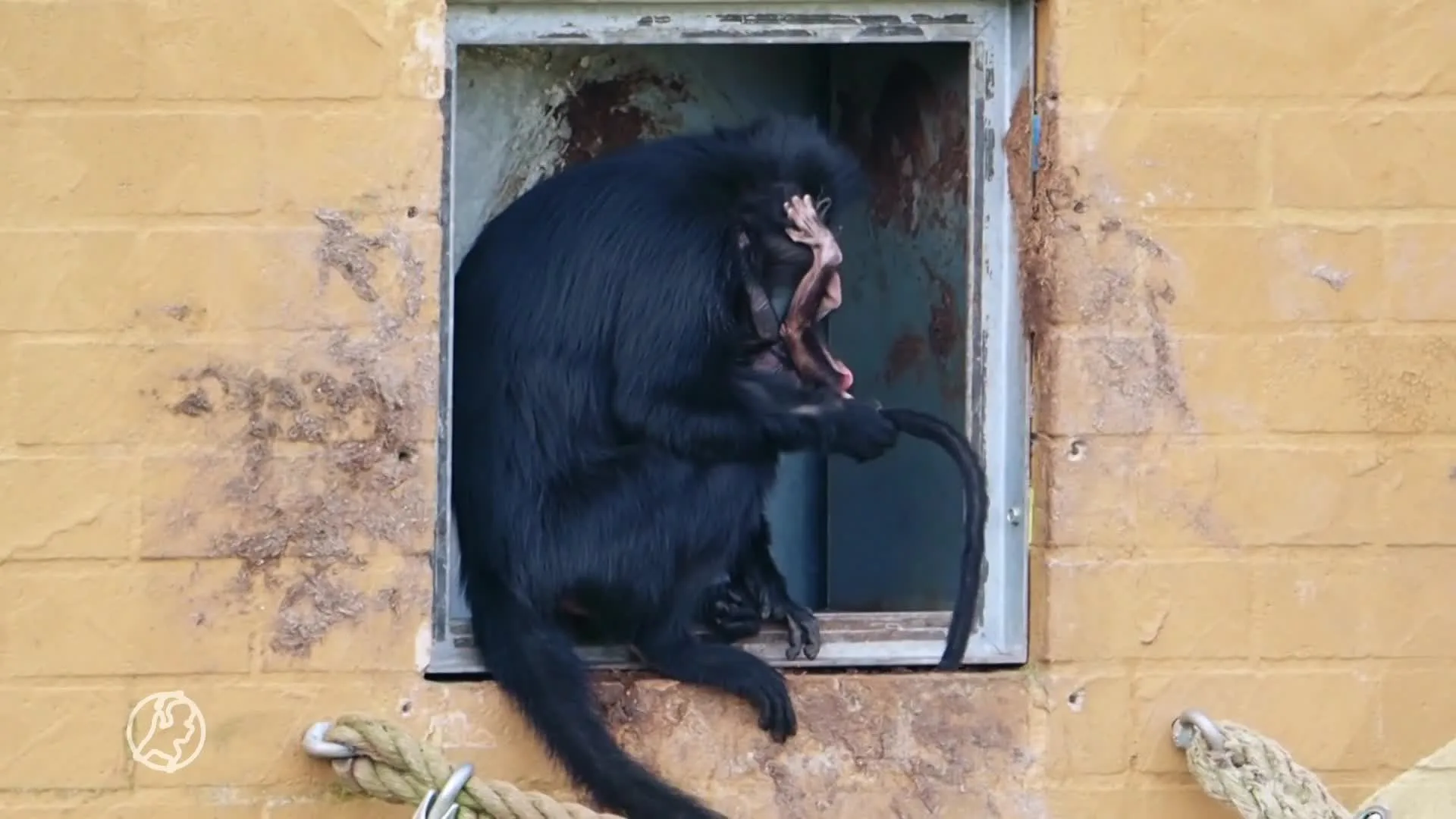 Unieke geboorte in Beekse Bergen: kuifmangabey ziet levenslic...
