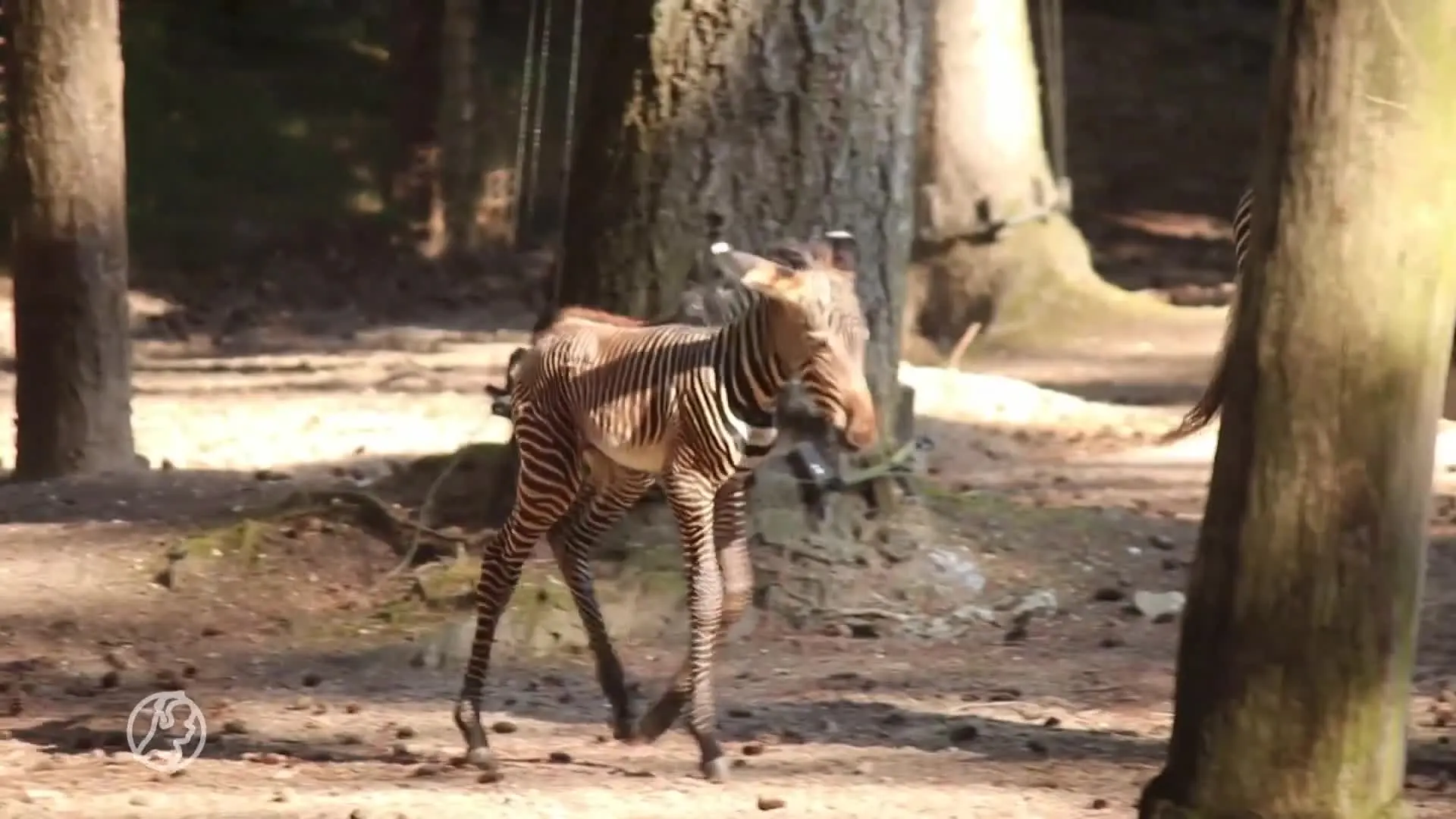 Zeldzaam zebraveulen geboren in DierenPark Amersfoort