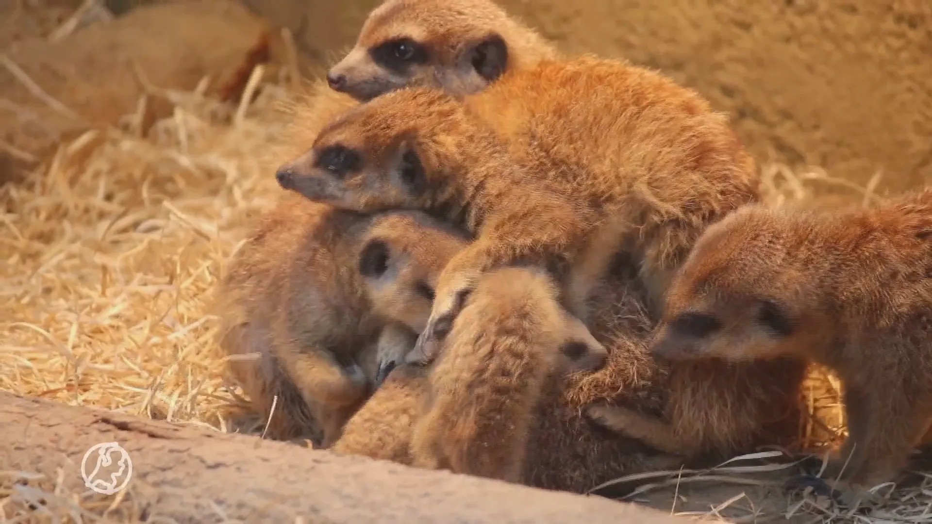 Feest in Amersfoort: drie stokstaartjes geboren in DierenPark Amersfoort