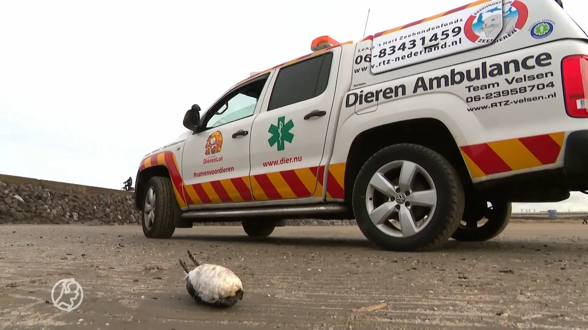 Strand IJmuiden bezaaid met dode zeevogels: 'We hebben dit nog nooit meegemaakt'