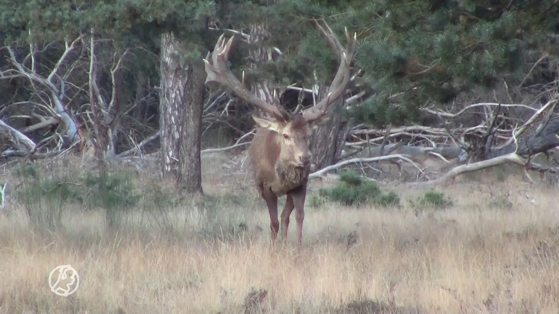 Hubertus, het beroemdste hert van de Veluwe, is overleden