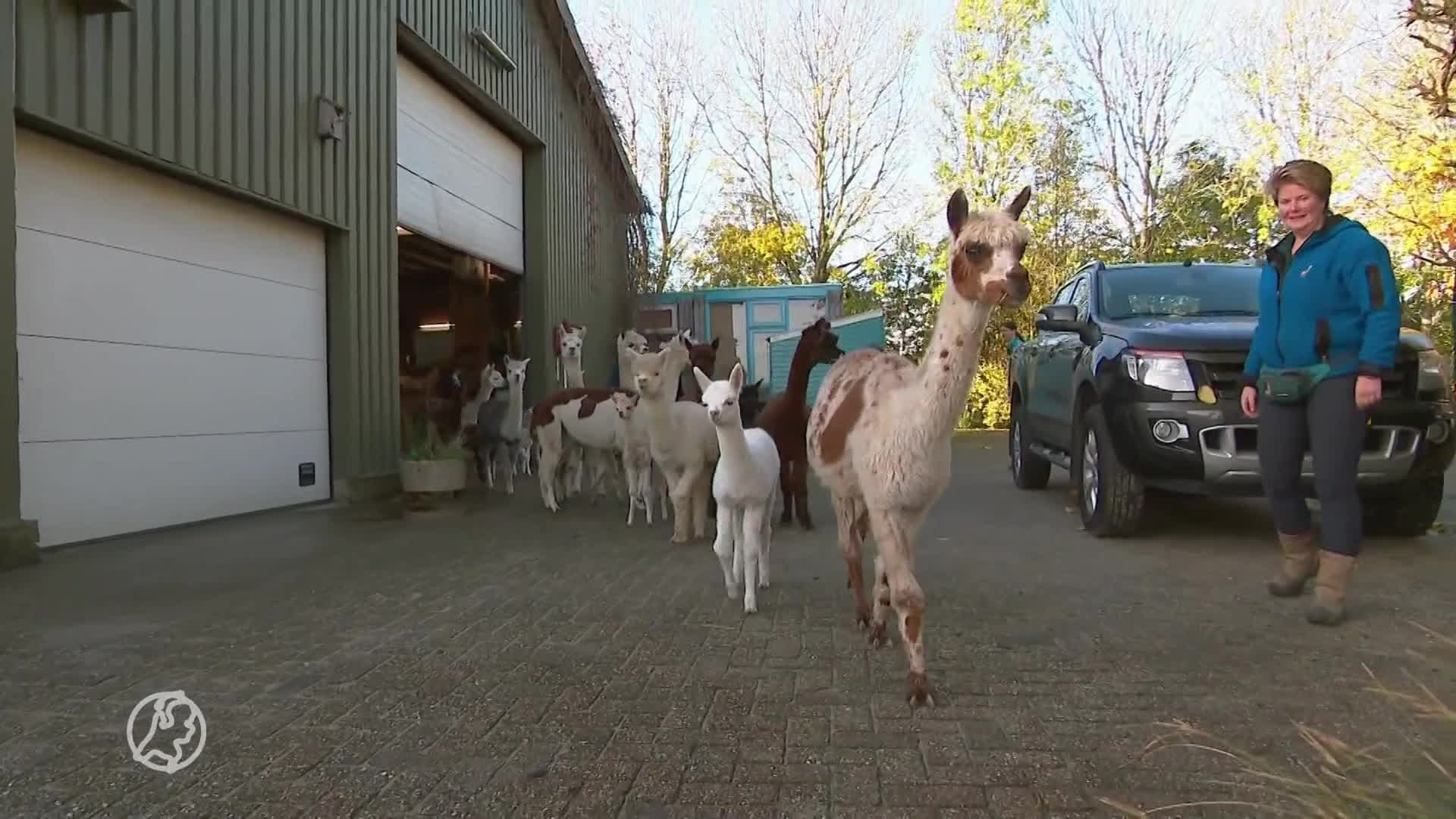 Wie wil er een alpaca? Babyboom bij Stichting Alpaca Rescue Nederland