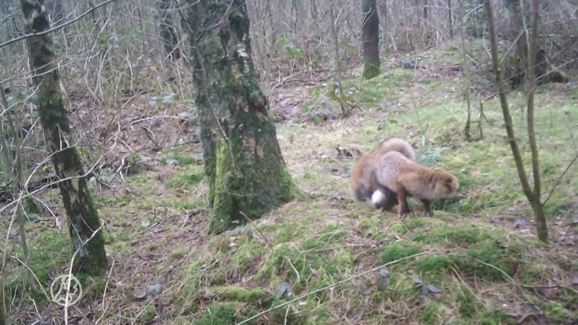 Unieke beelden: parende vosjes vastgelegd op camera
