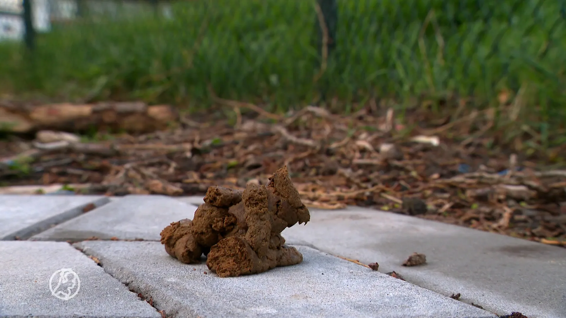 Ruzie om hondendrollen loopt uit de hand: 'Ik heb de deur bewerkt met poep'