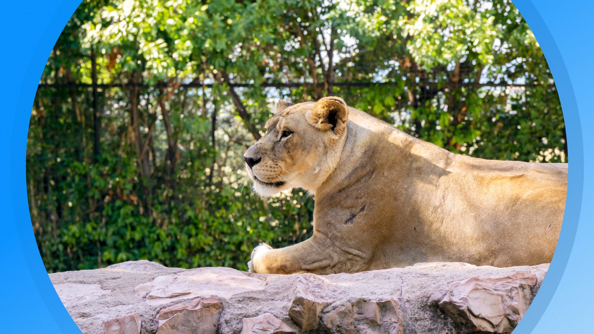 Seizoen 2026, aflevering 953