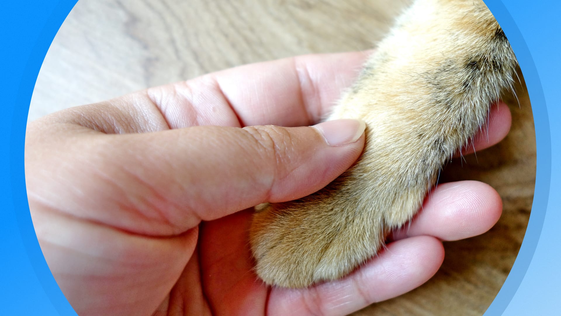 Seizoen 2026, aflevering 1653