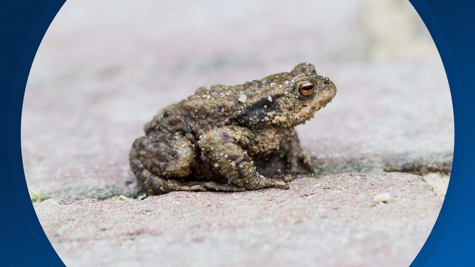 Seizoen 2026, aflevering 61