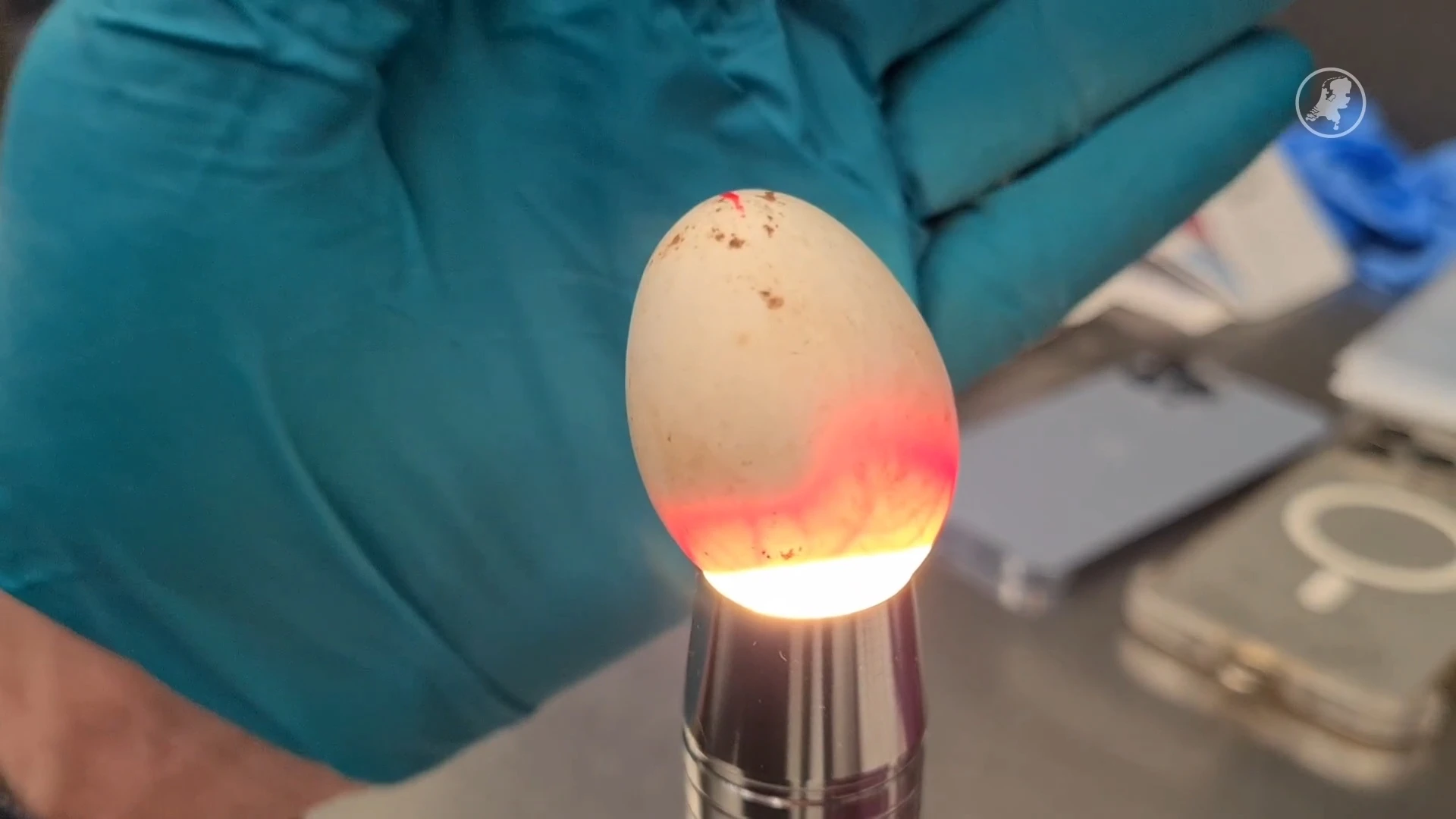 Wild papegaaitjes komen uit eieren op Schiphol