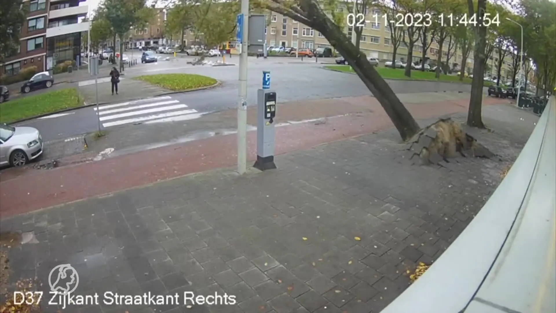 Dankzij speurhond Dora vallen zieke bomen minder snel om