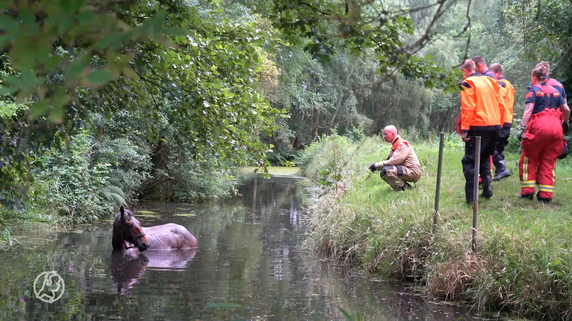 Brandweer redt paard uit diepe sloot Haren