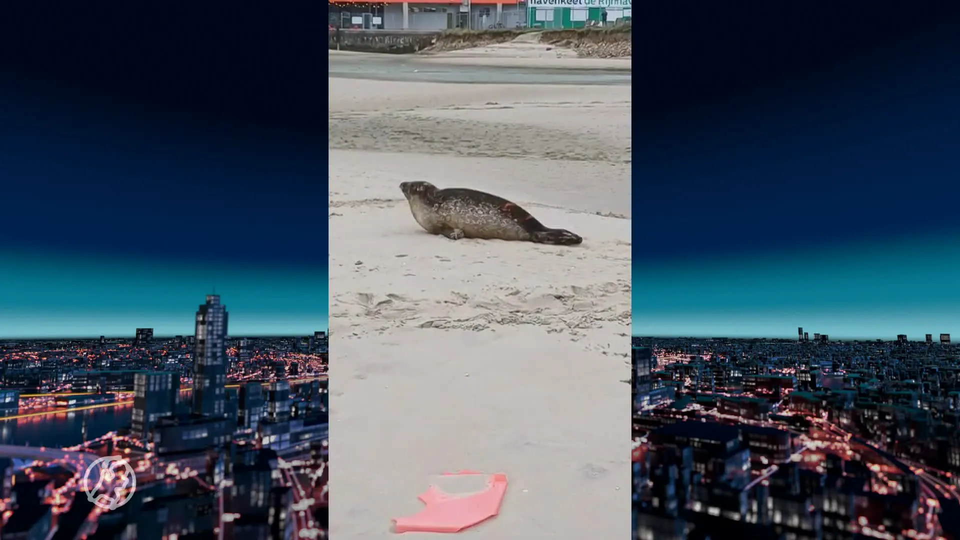 ZIEN: Zeehond gespot op stadsstrand in Rotterdam