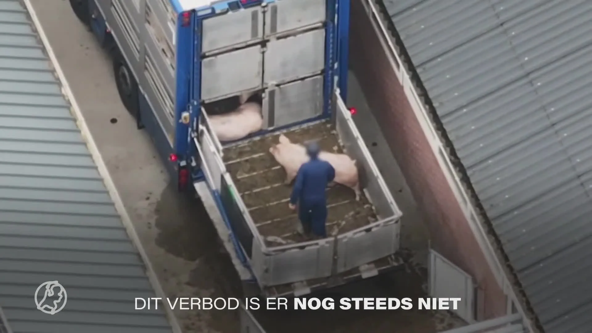 Nieuwe beelden opgedoken van varkens die worden getaserd