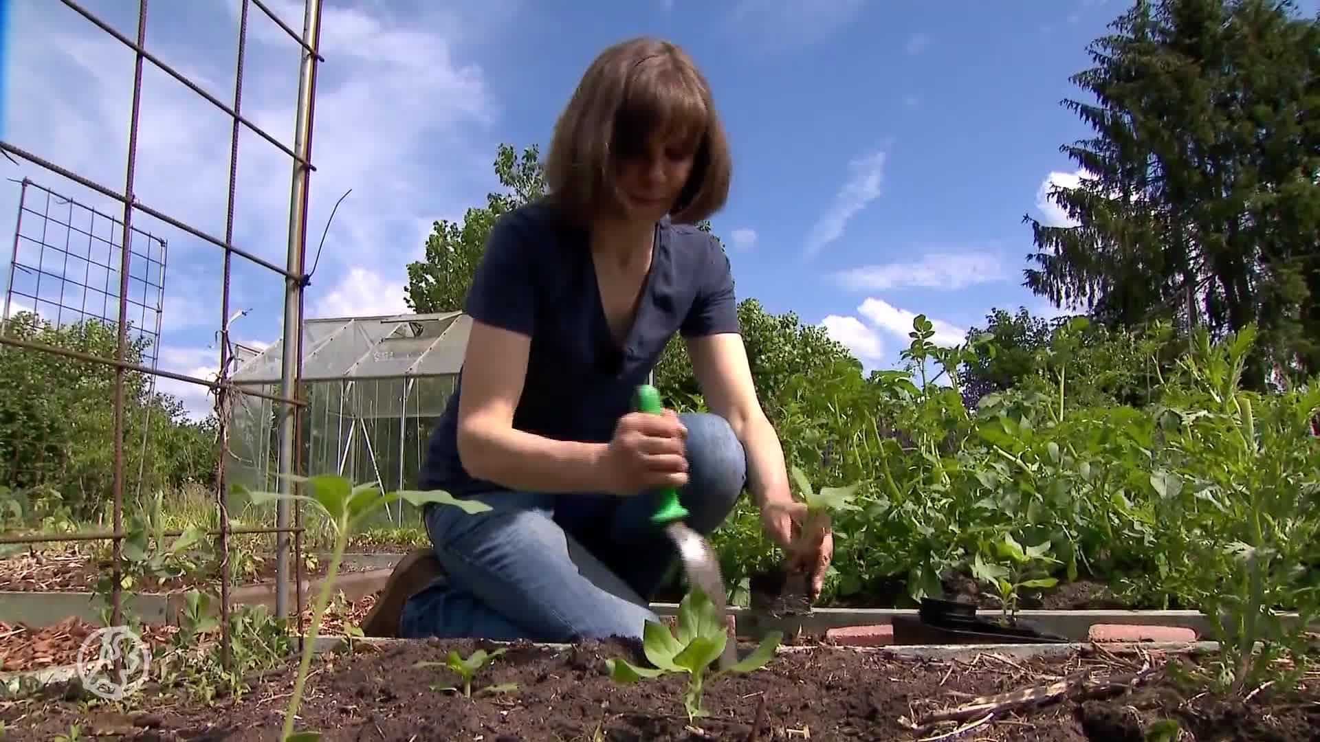 Naaktslakken vreten je tuin kaal, maar wat doe je ertegen?