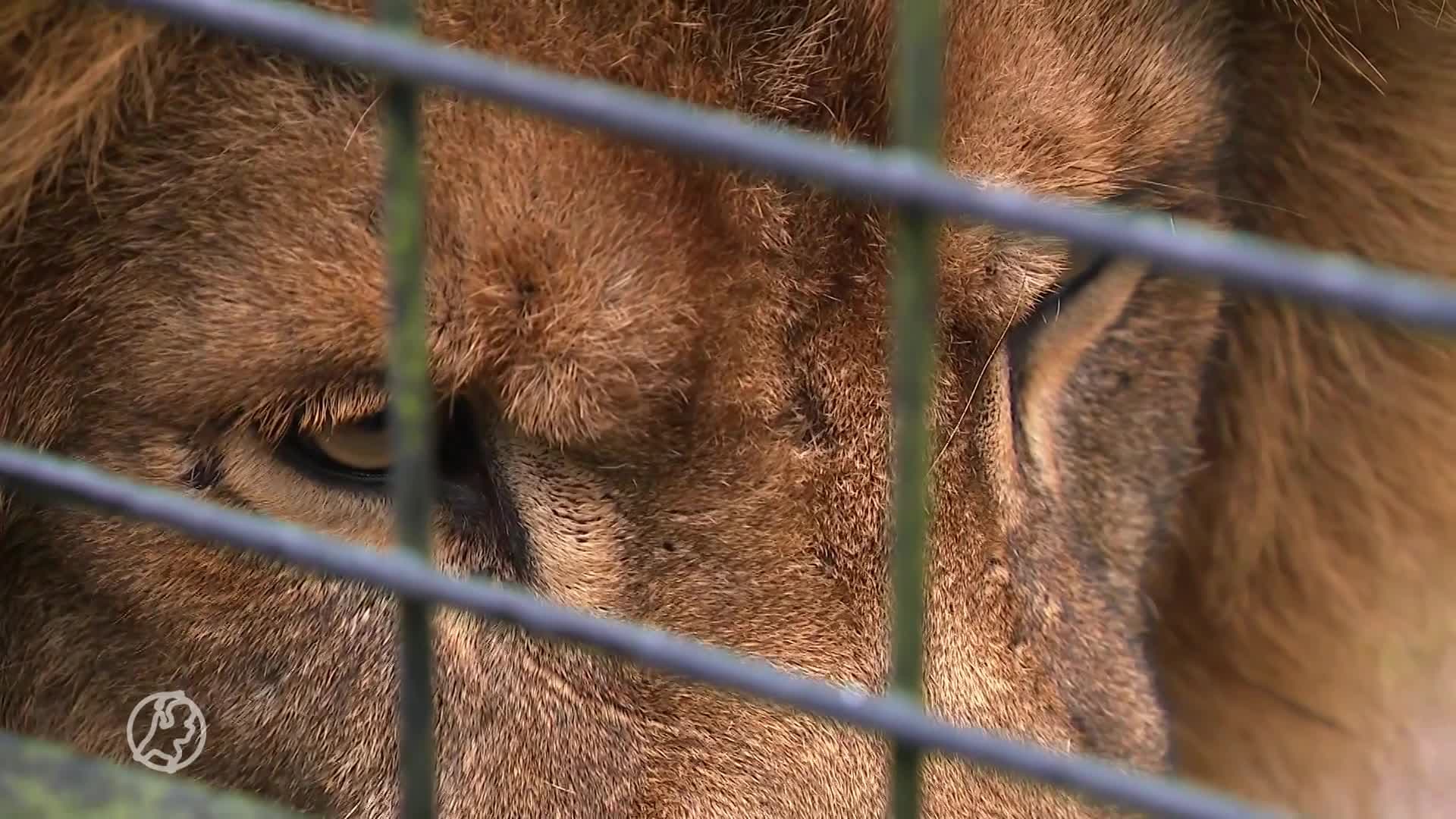 5 jaar geleden werd leeuw Remy gedumpt, nu keert hij terug naar Afrika