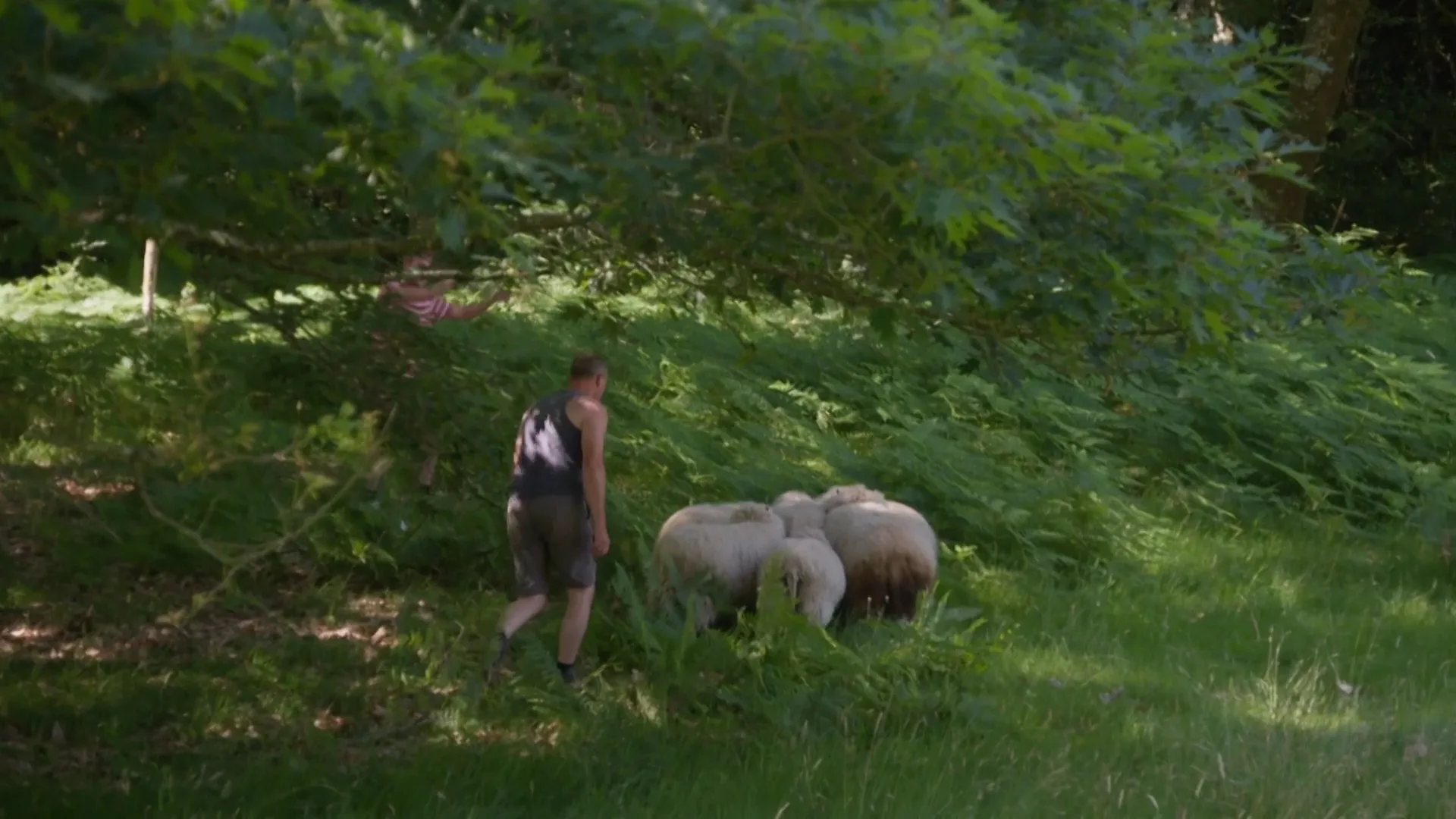 Een hele opgave: de schapen moeten gevangen worden