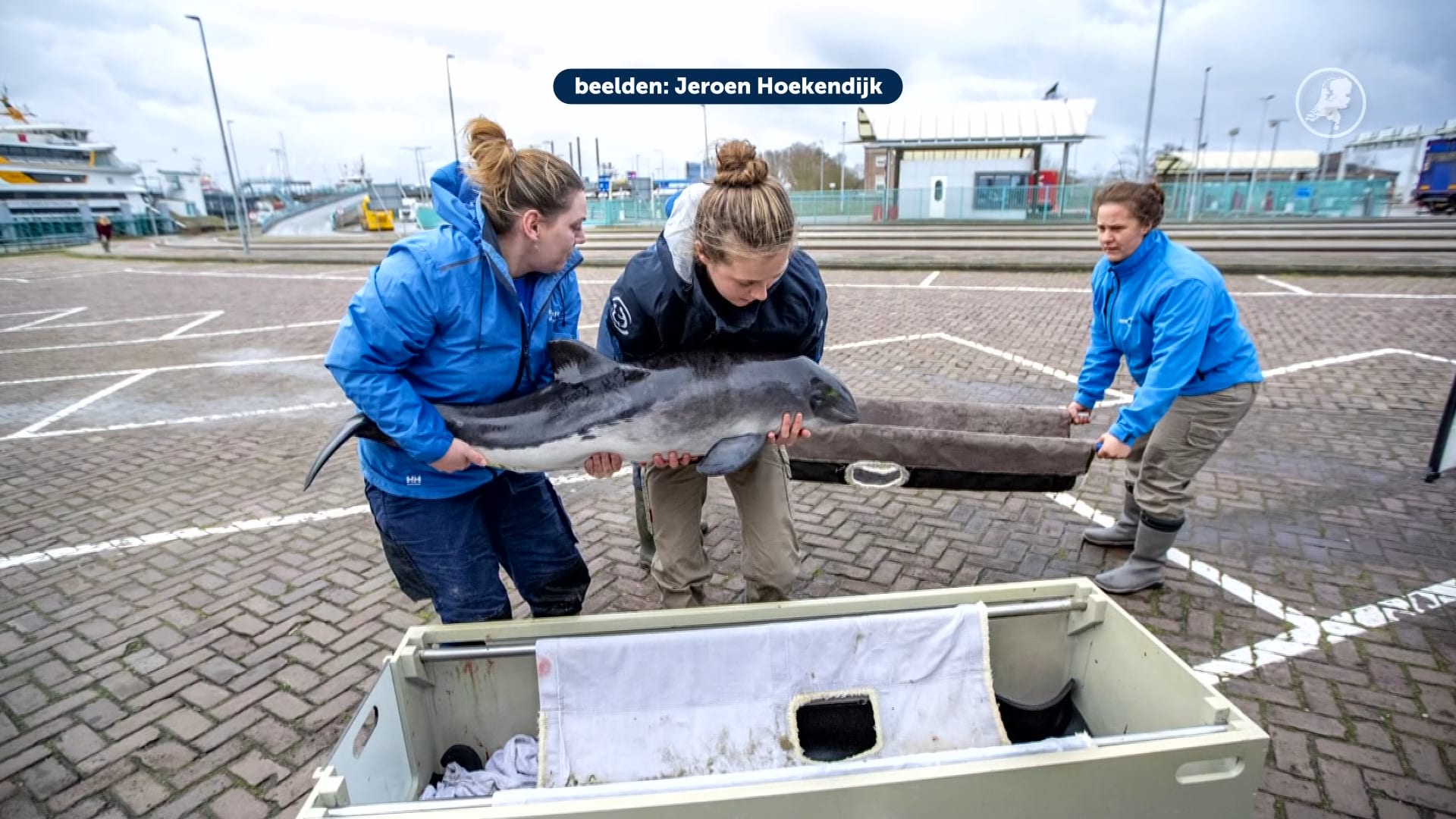 Drukte bij SOS Dolfijn: deze maand al vijf bruinvissen aangespoeld
