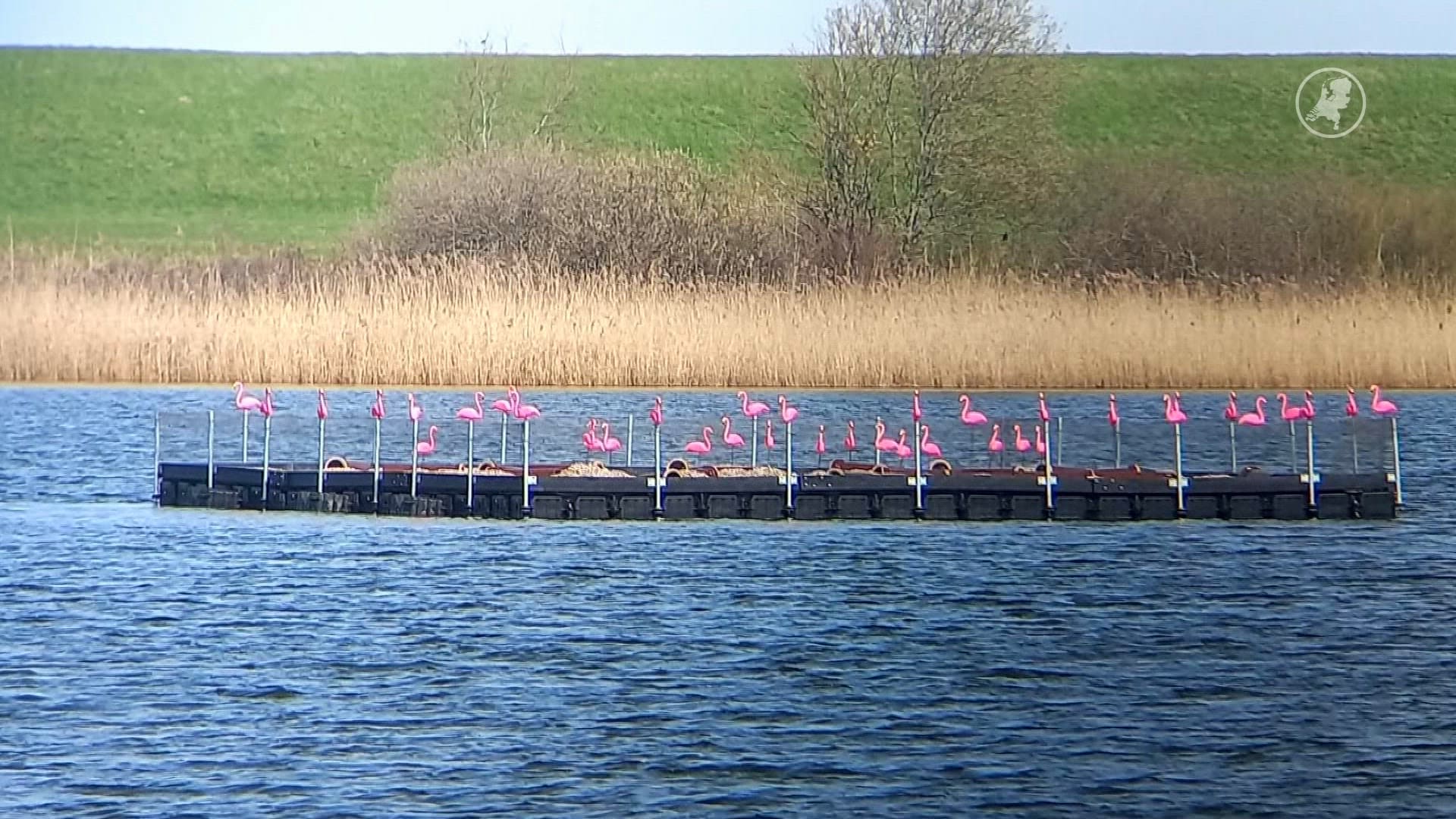 Tientallen nepflamingo's neergezet op drijvend eiland in Zeeland