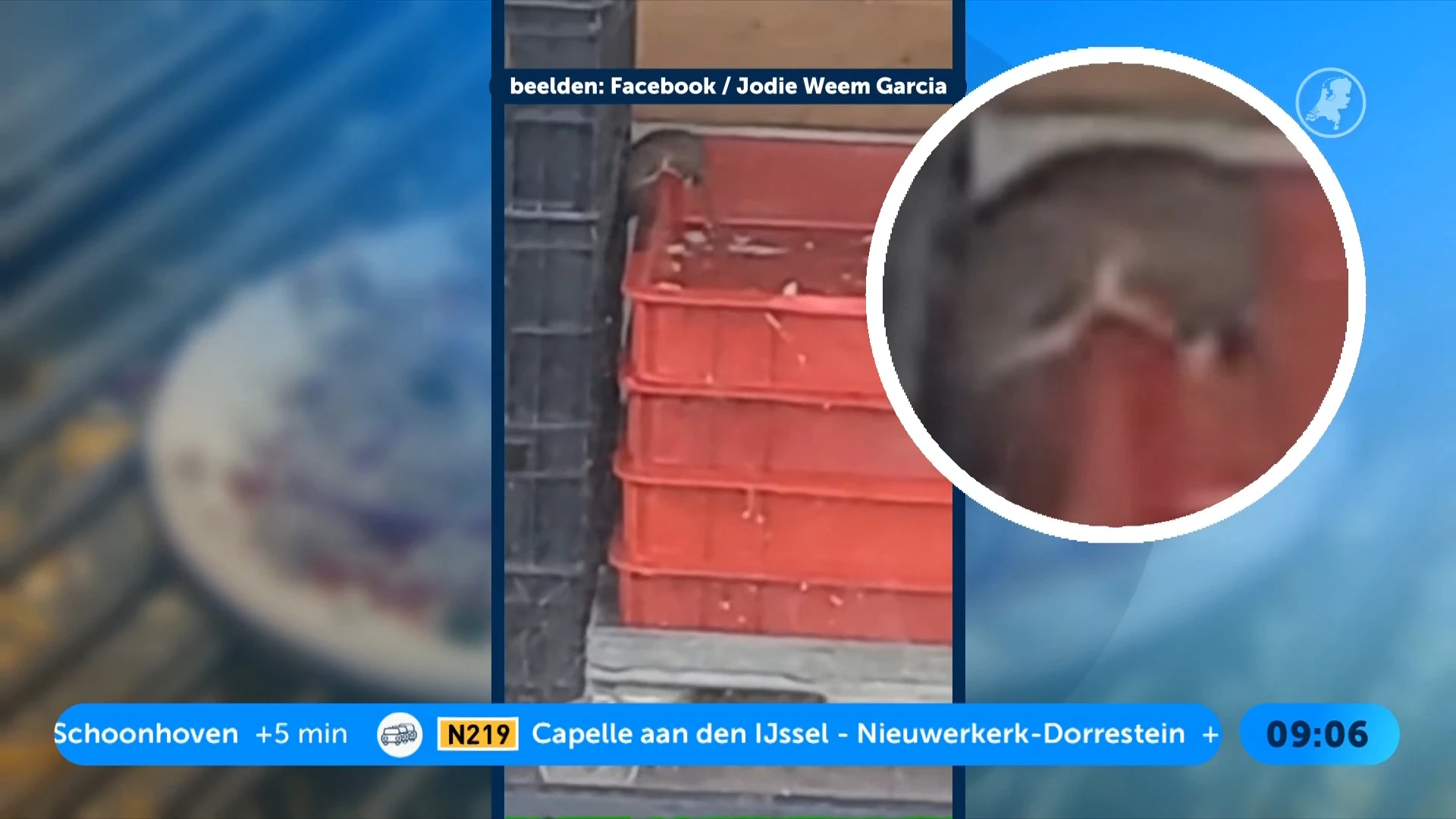 Beelden van ratten in pizzeria gaan het internet over: ‘Dit is niet wat je van ons mag verwachten'