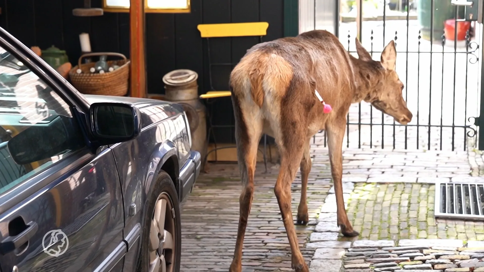 Dierenambulance heeft handen vol aan loslopend edelhert