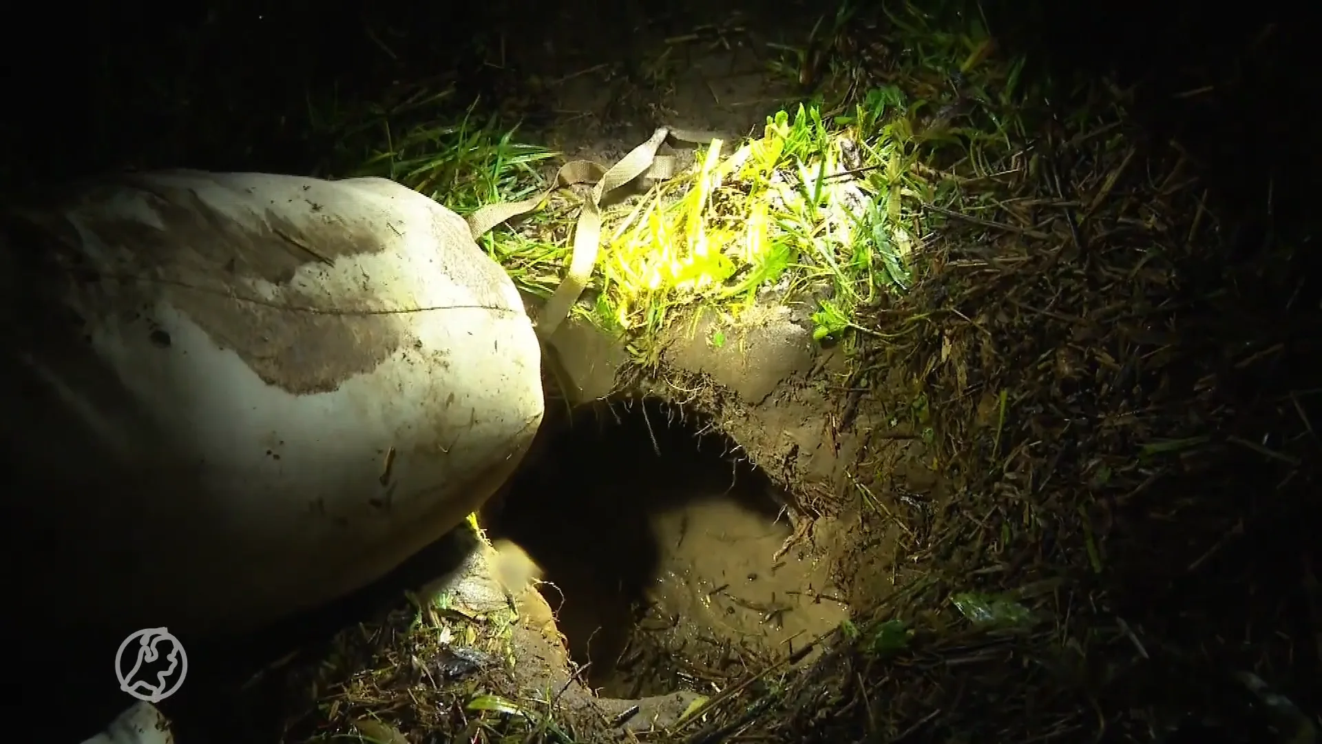 Beverpatrouilles ingezet: dijken langs de IJssel onder druk door graafactiviteiten