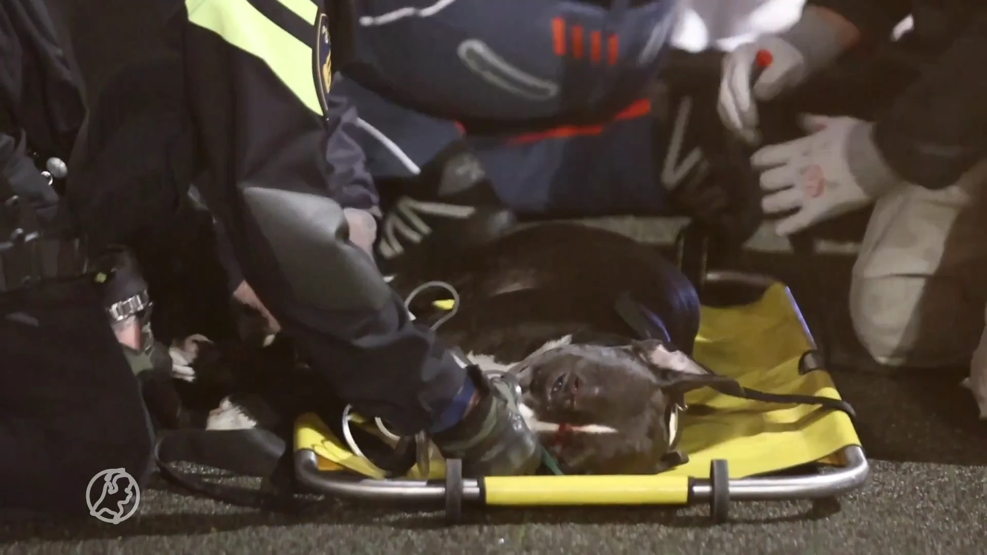 Doorrijder schept baasje en rijdt hond dood