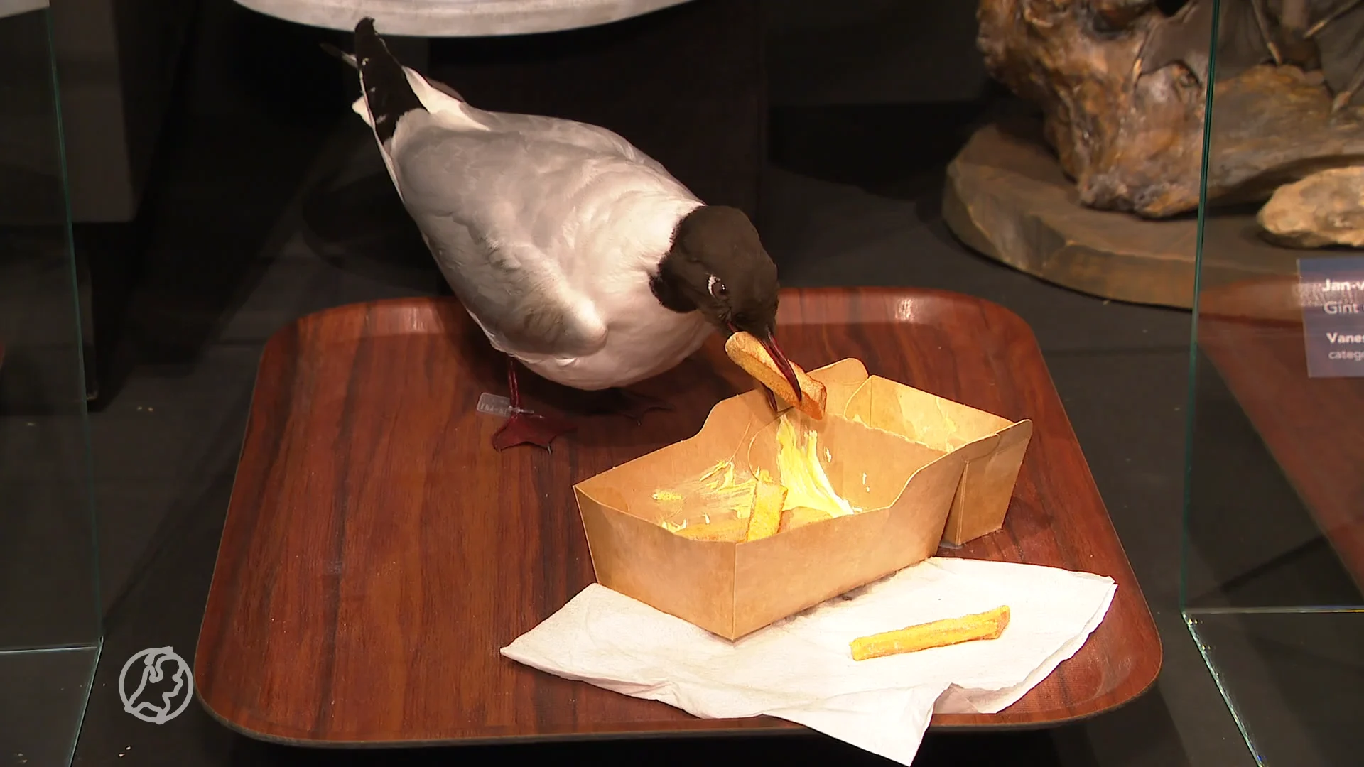 Frank doet mee aan NK dieren opzetten