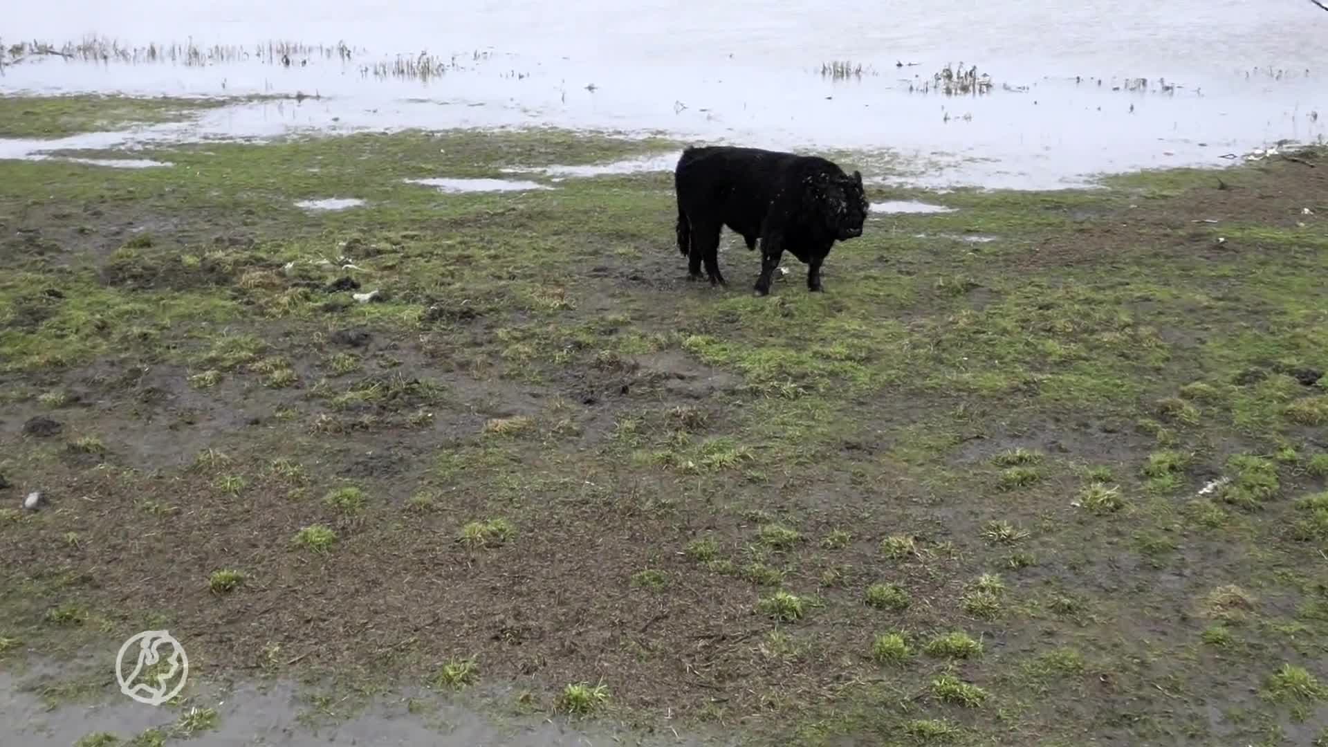 Koppige eenzame stier eindelijk met bootje gered van landtong in de Maas