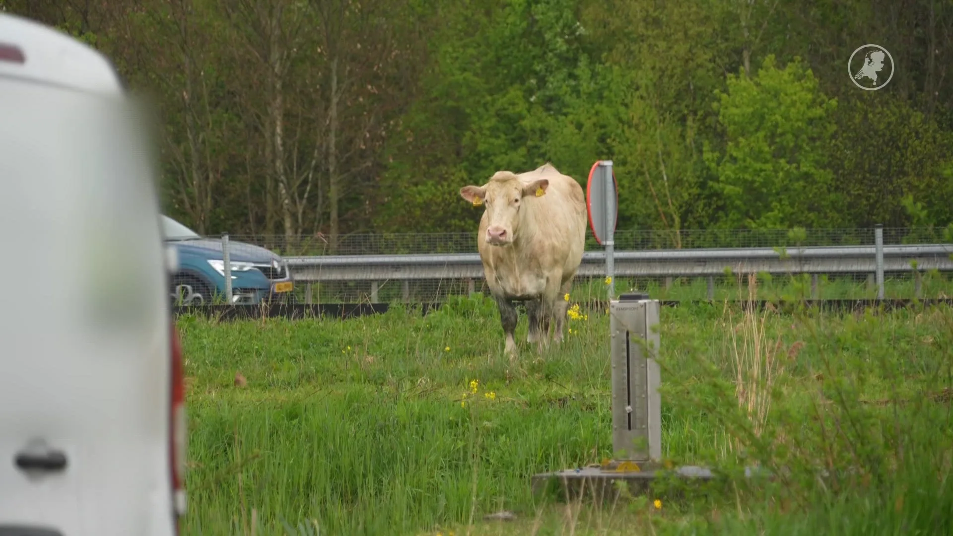 Losgebroken koe doodgeschoten langs N7 bij Groningen