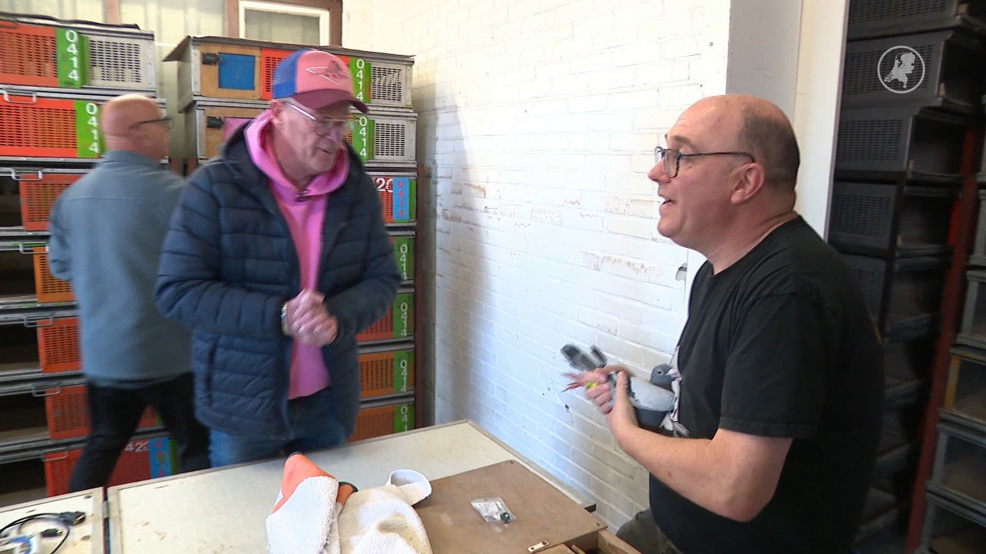 Blijdschap in de duivensportwereld: na vogelgriep vliegen ze weer uit