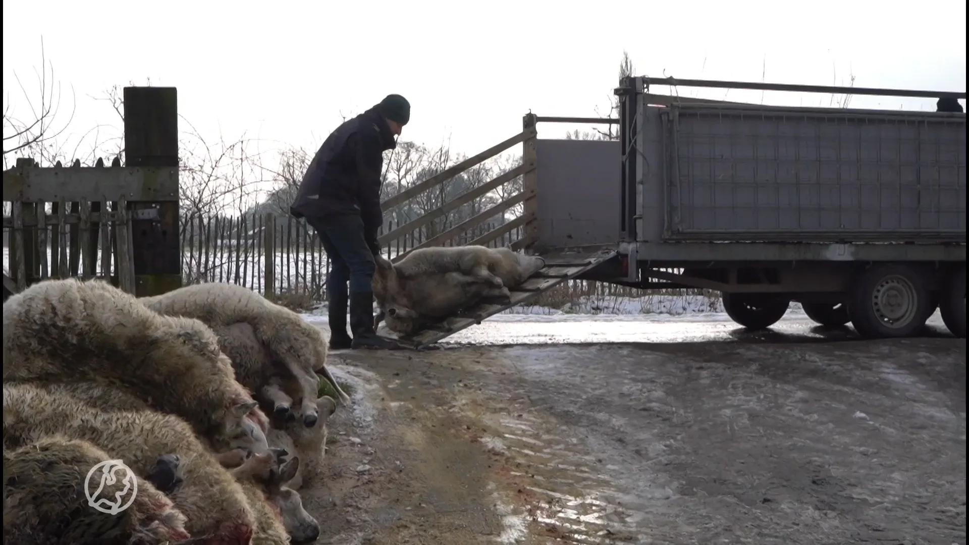 Dertien schapen van Agractie-voorman Bart Kemp gedood