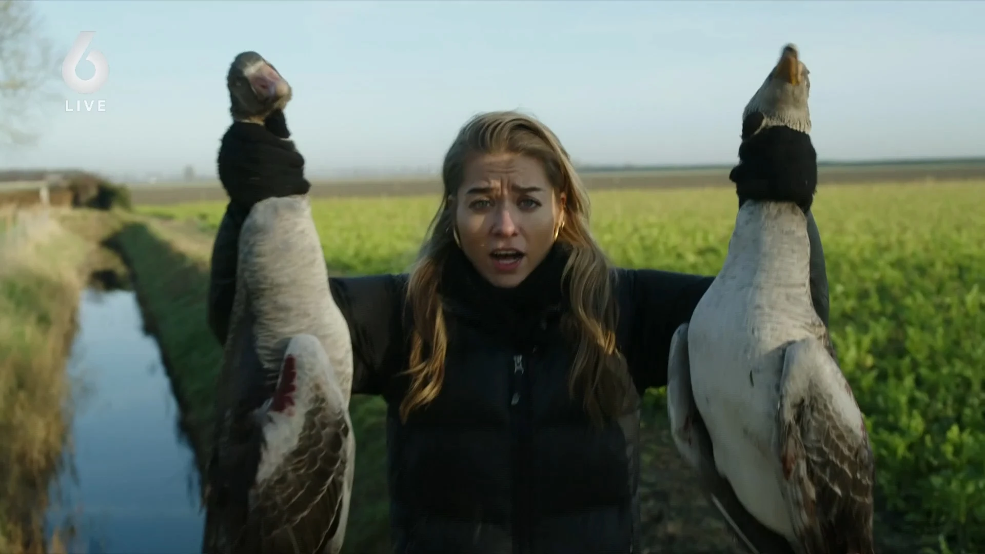 Dit ‘onschuldige’ beestje zorgt voor schade en overlast bij boeren